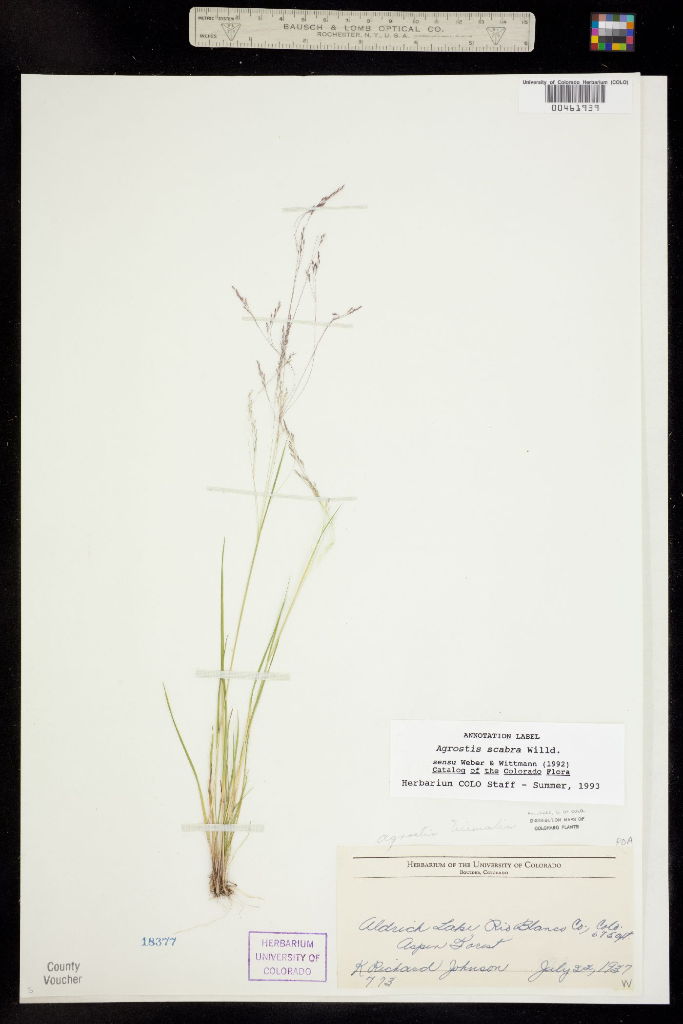 Agrostis scabra image