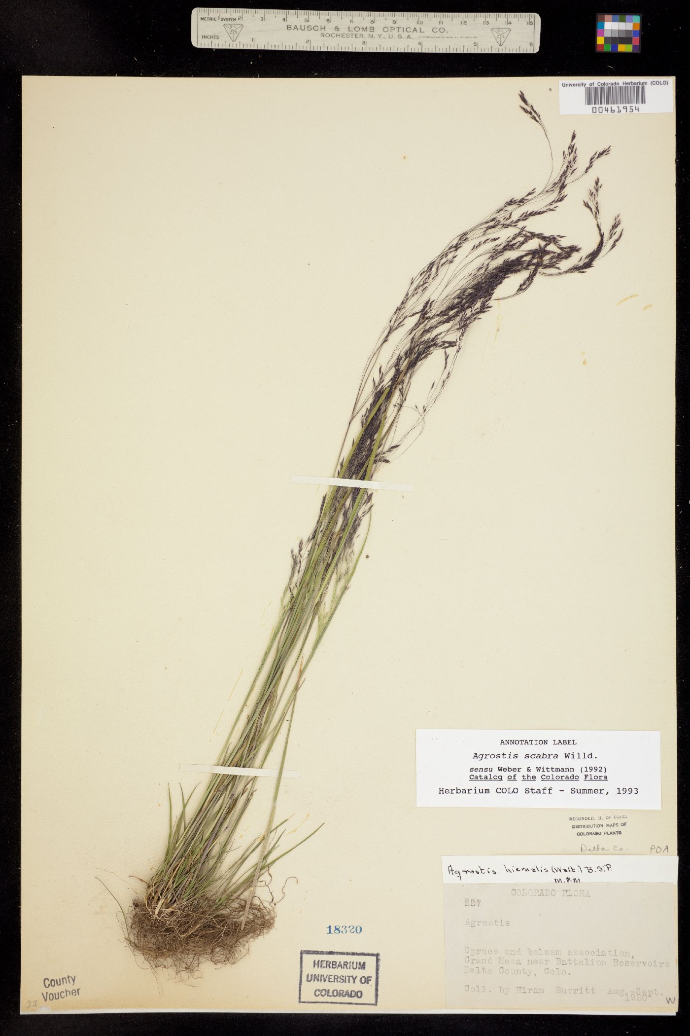 Agrostis scabra image