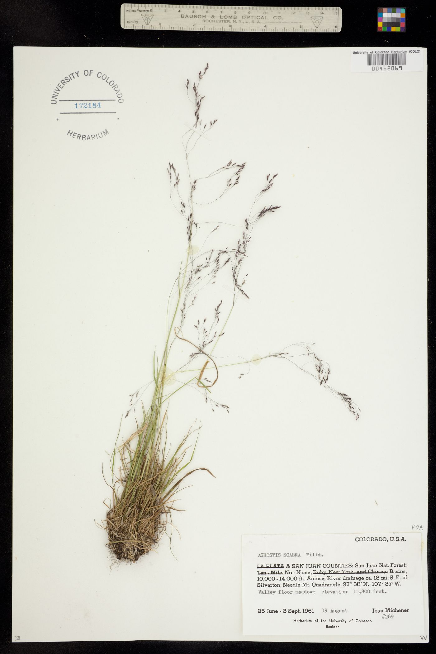 Agrostis scabra image