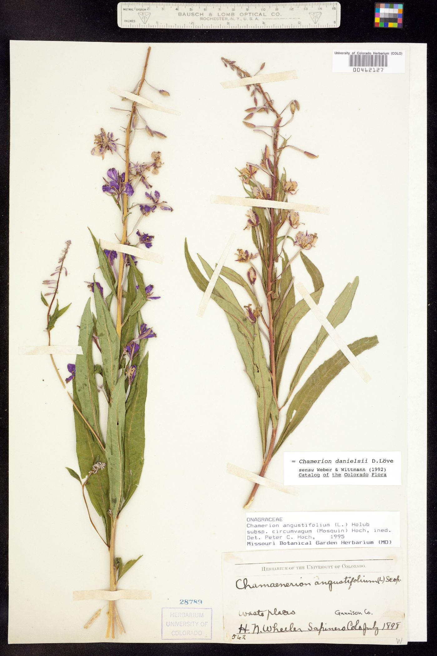 Chamerion angustifolium ssp. circumvagum image