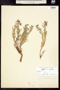 Image of Chamerion latifolium