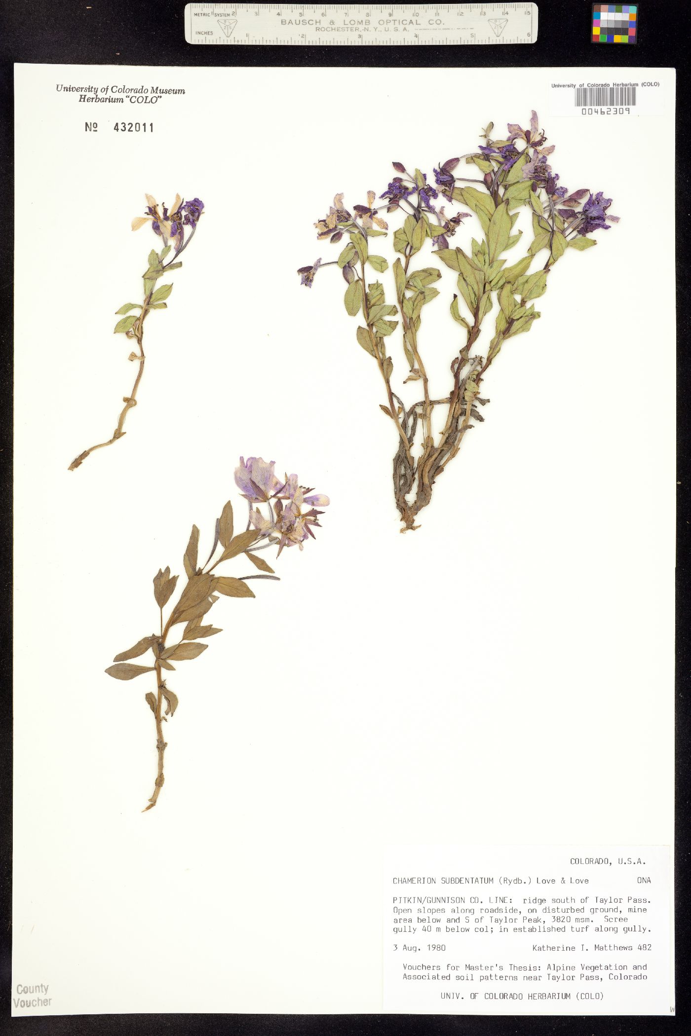 Chamerion latifolium image