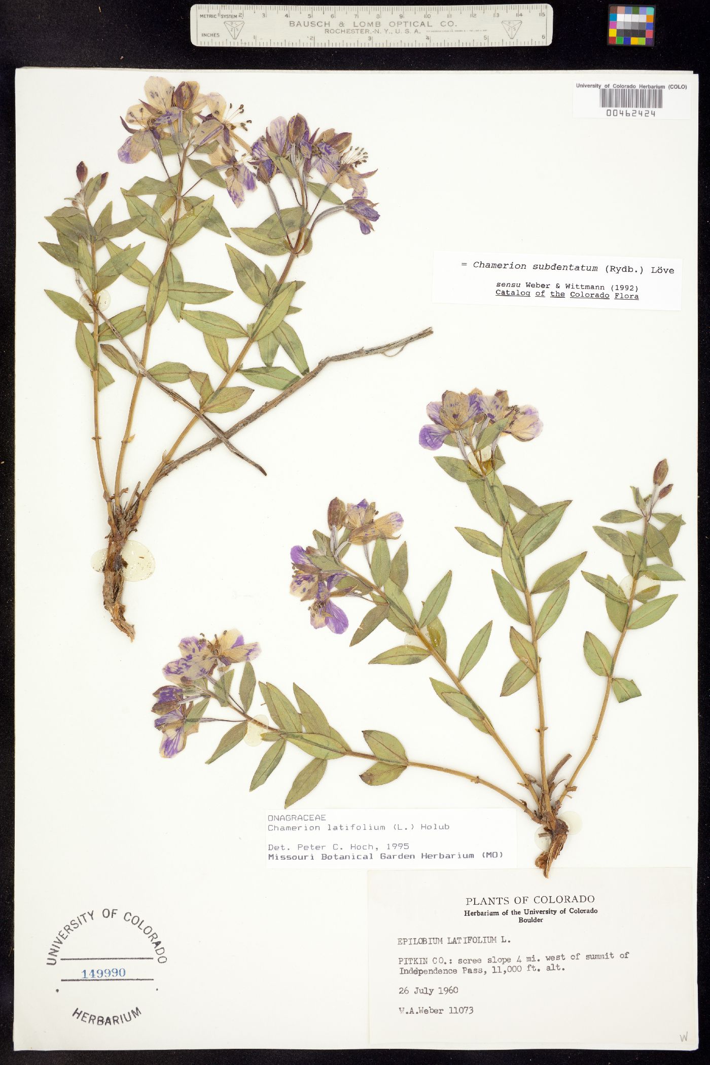 Chamerion latifolium image