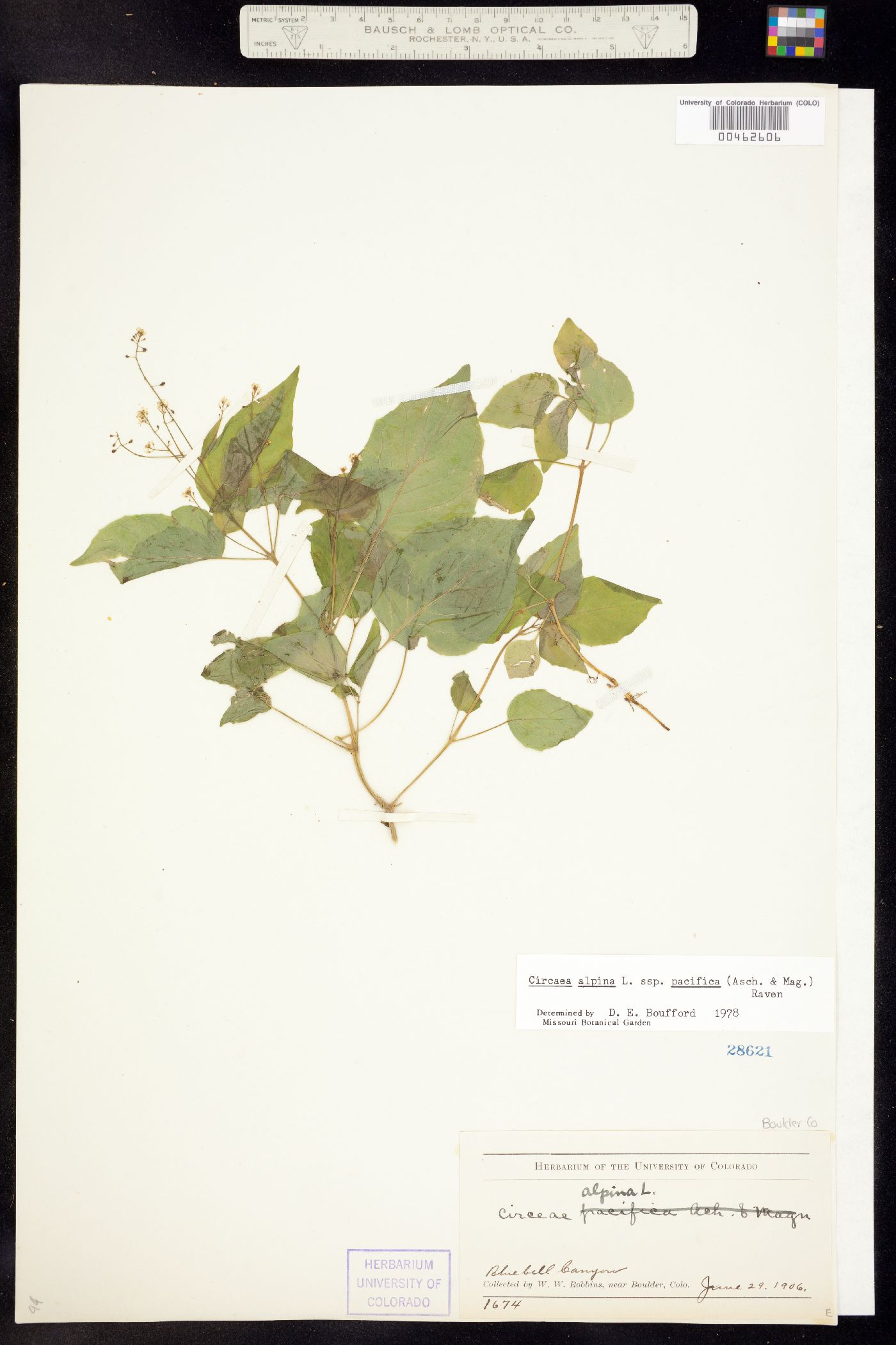 Circaea alpina ssp. pacifica image