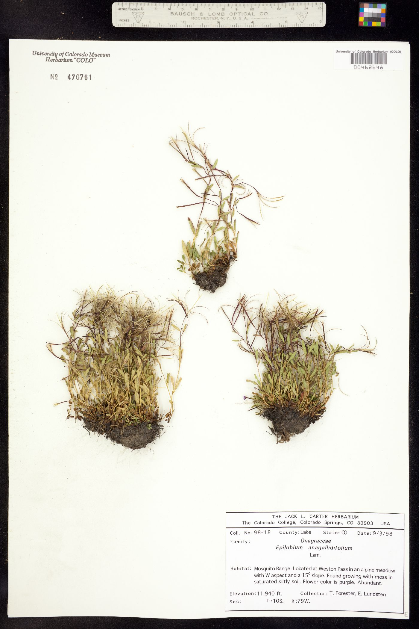 Epilobium anagallidifolium image