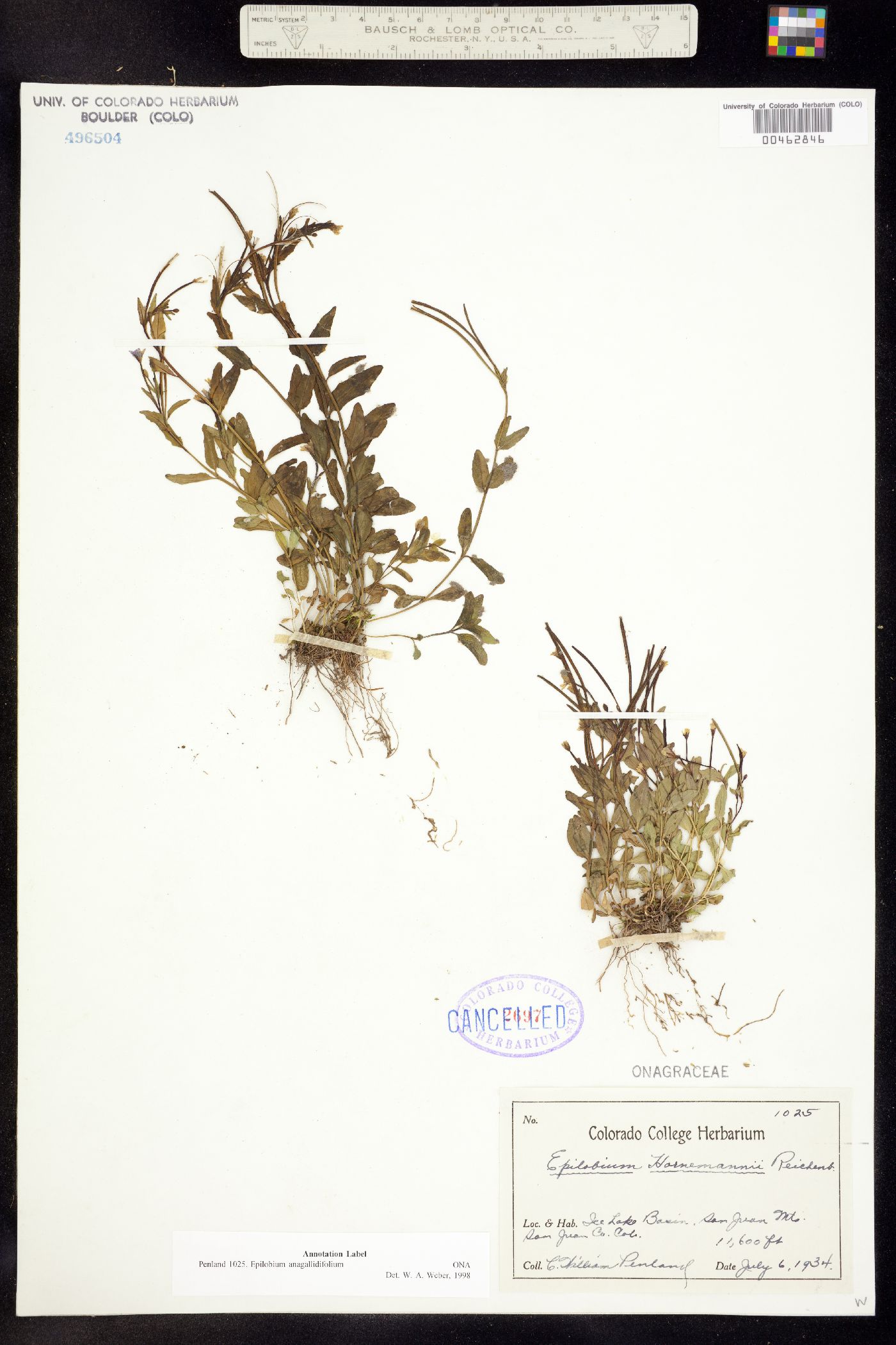 Epilobium anagallidifolium image