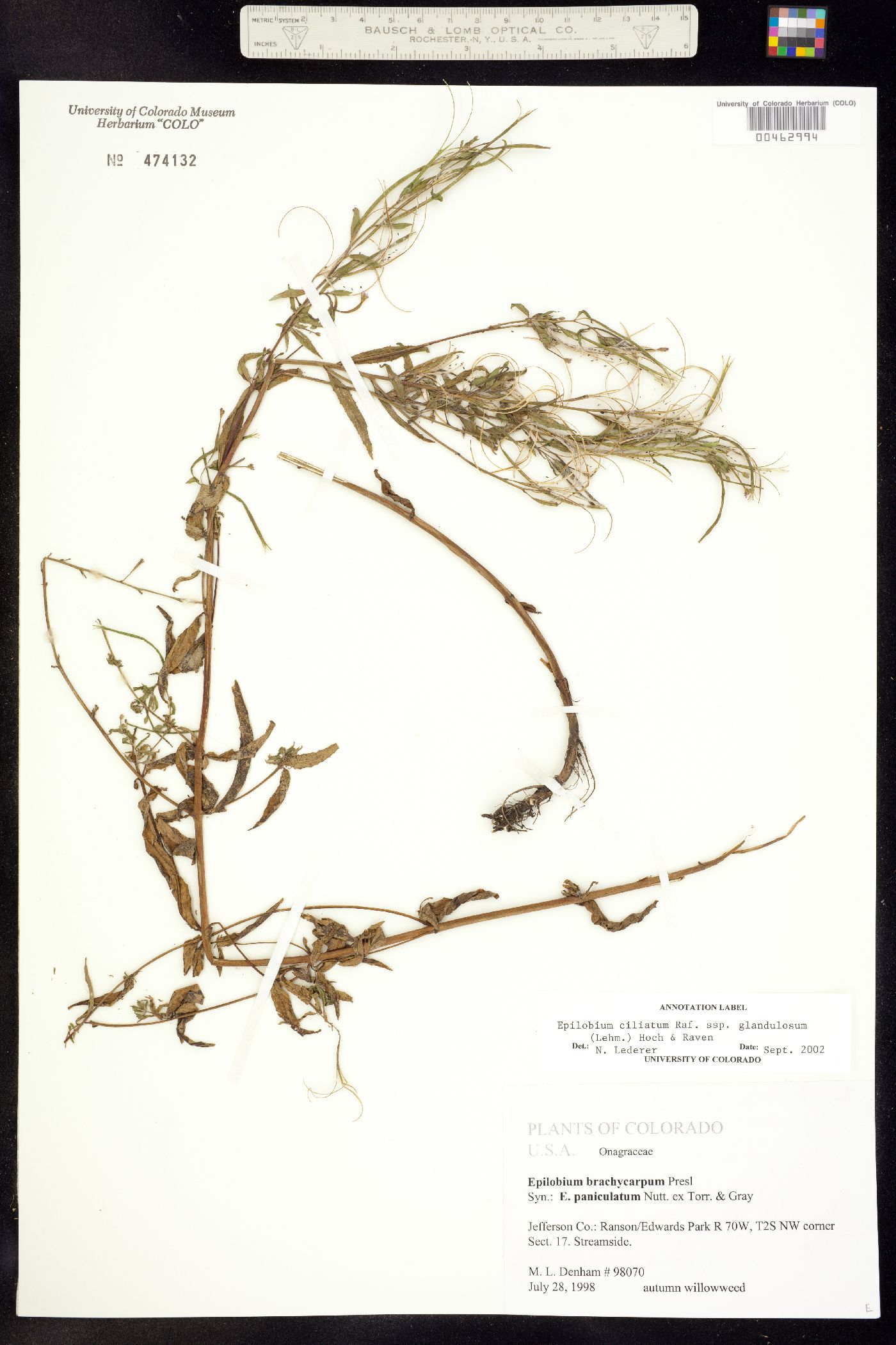 Epilobium ciliatum ssp. glandulosum image