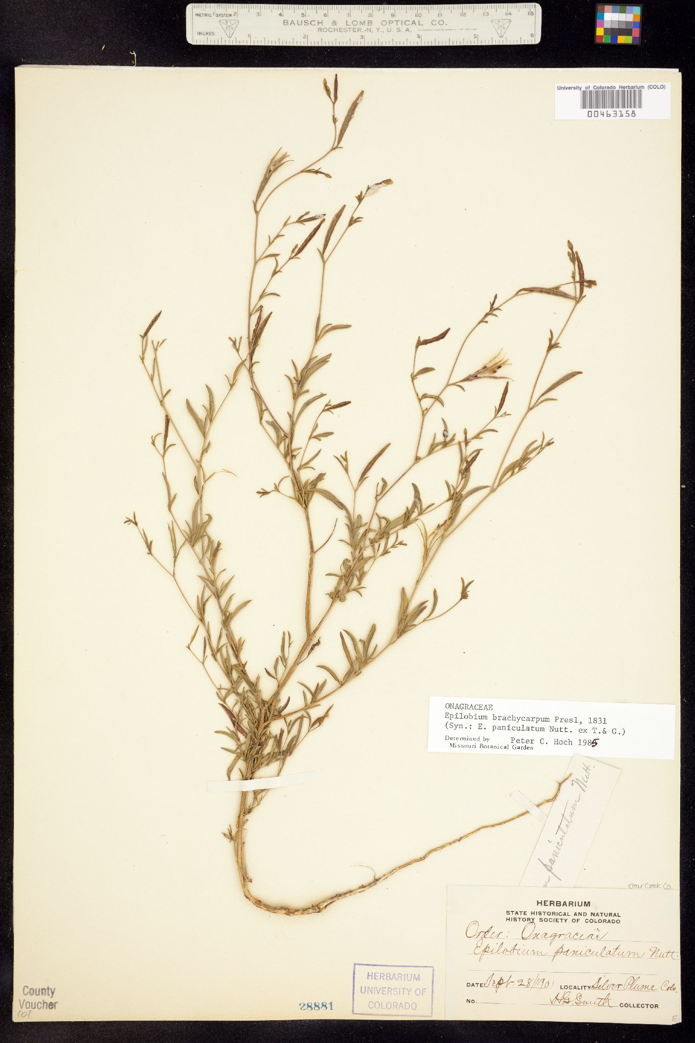 Epilobium brachycarpum image