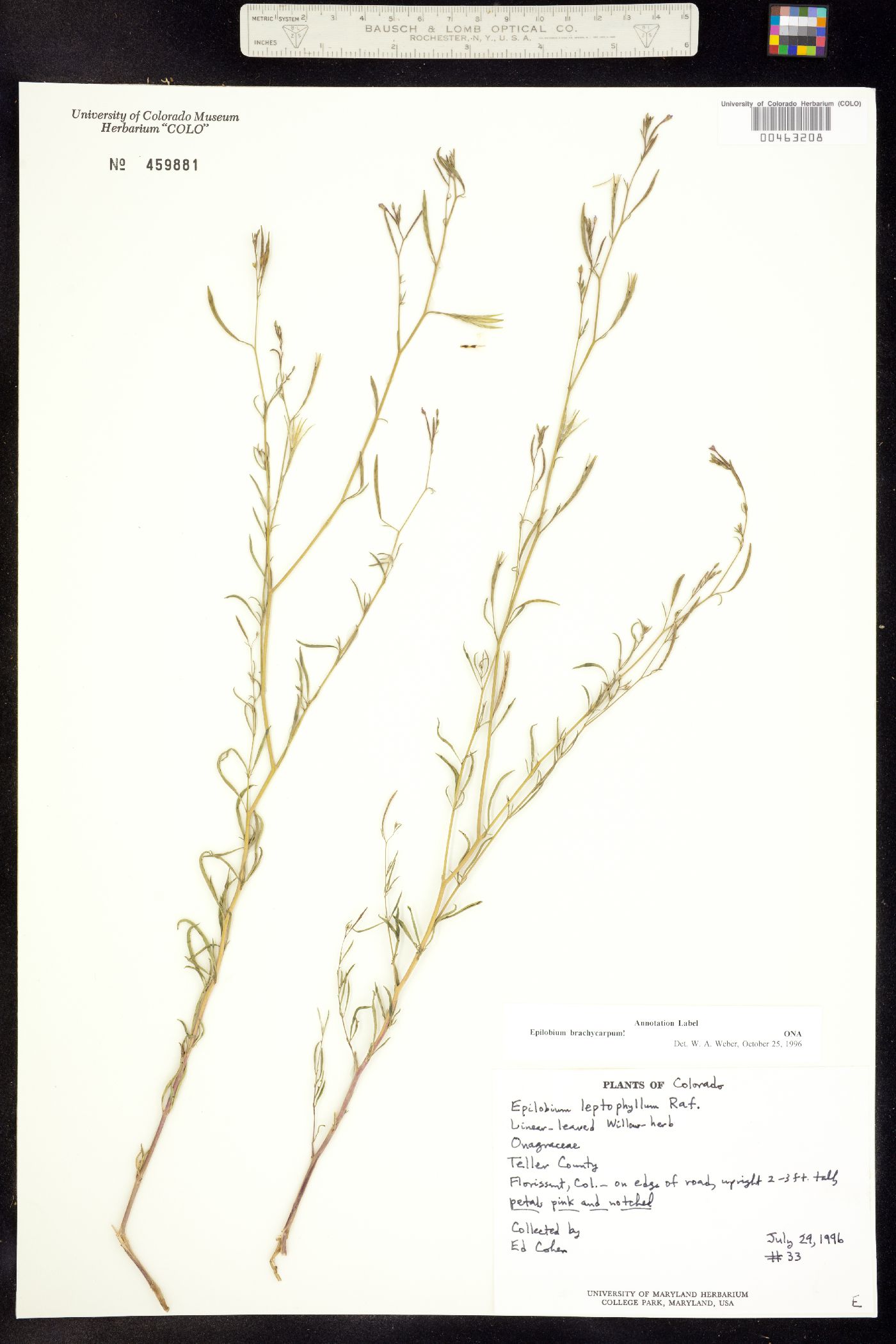 Epilobium brachycarpum image