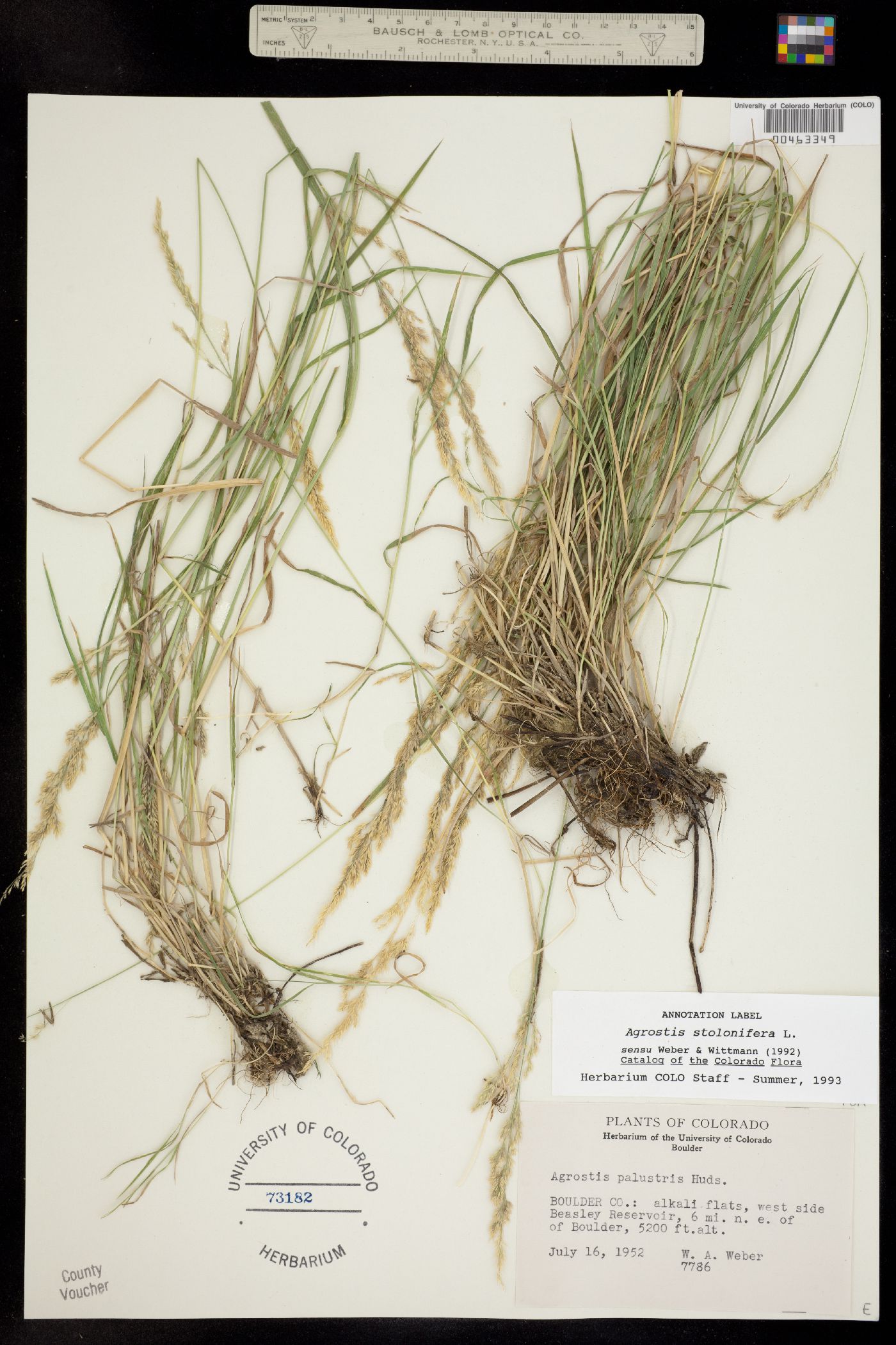 Agrostis stolonifera image