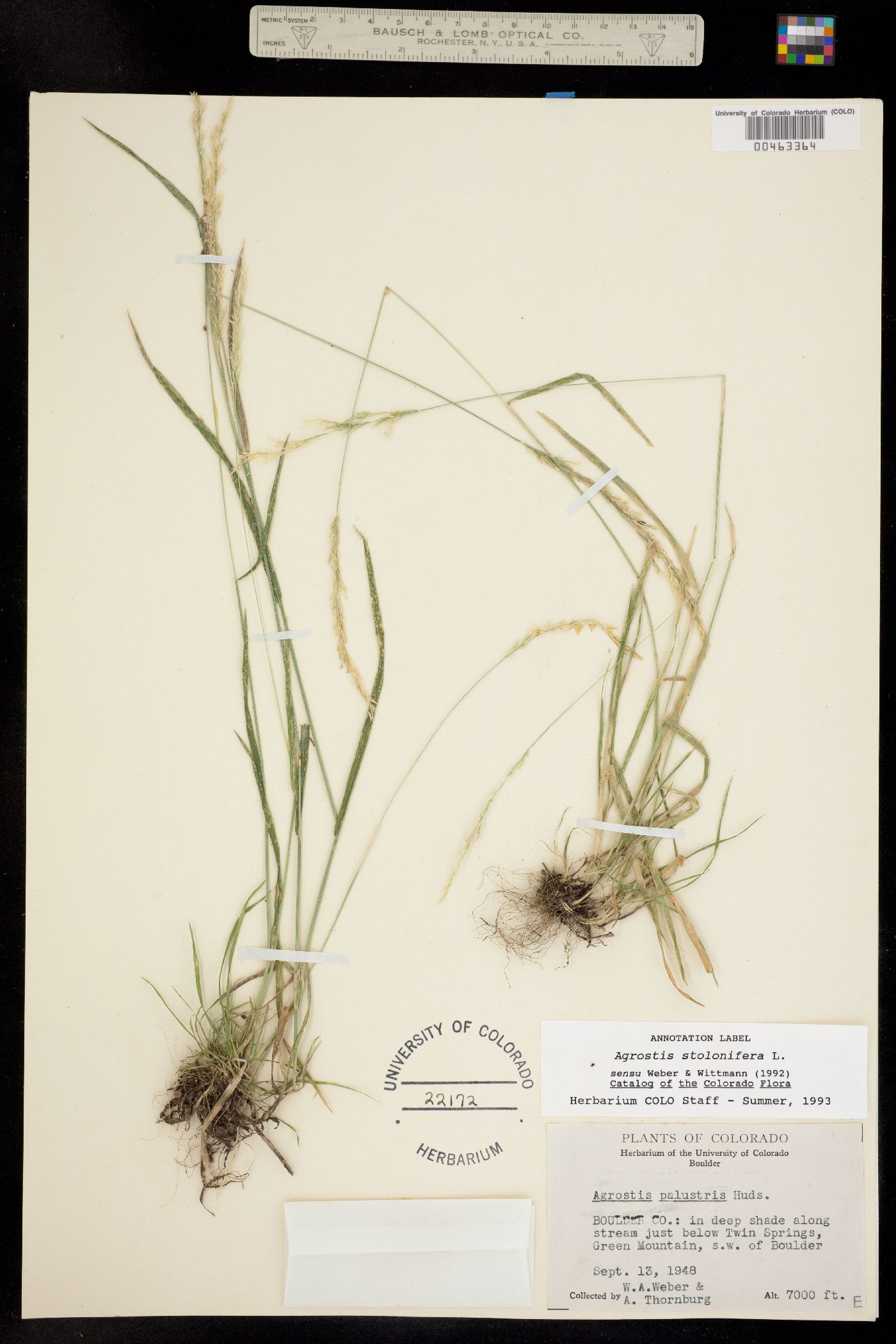 Agrostis stolonifera image
