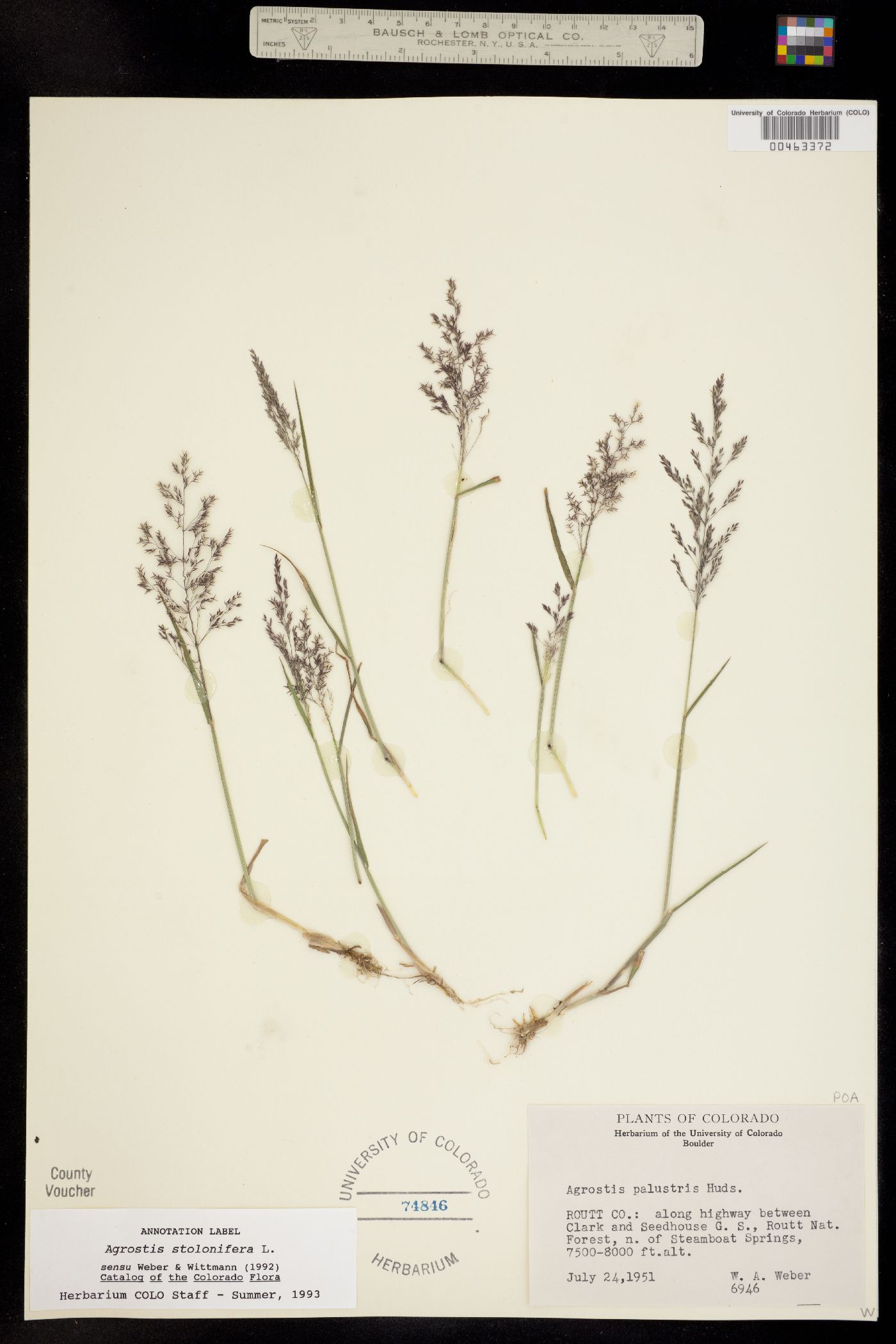 Agrostis stolonifera image