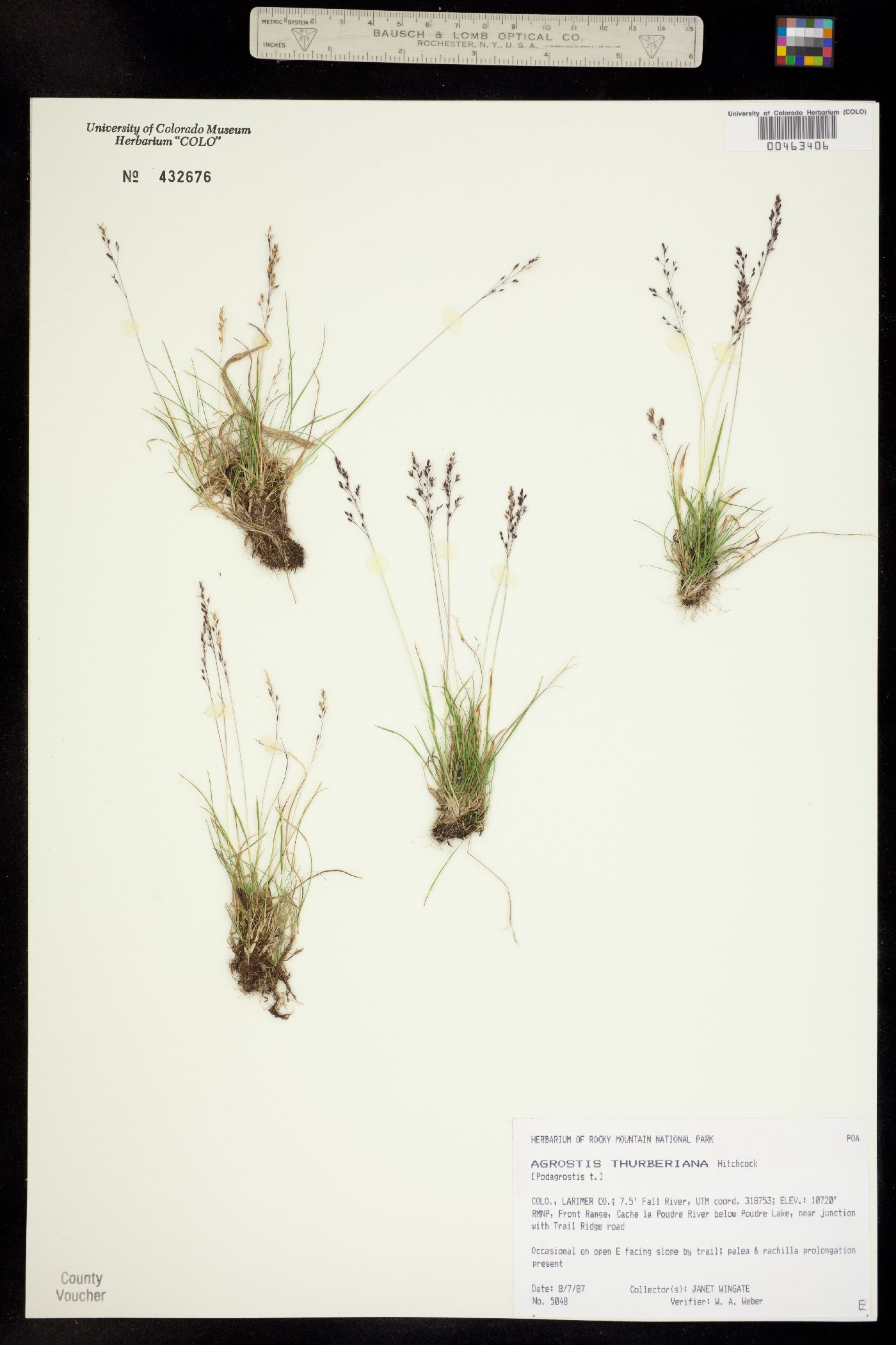 Podagrostis thurberiana image