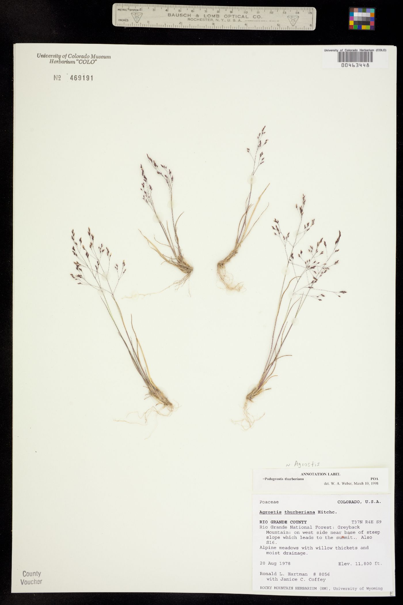 Podagrostis image