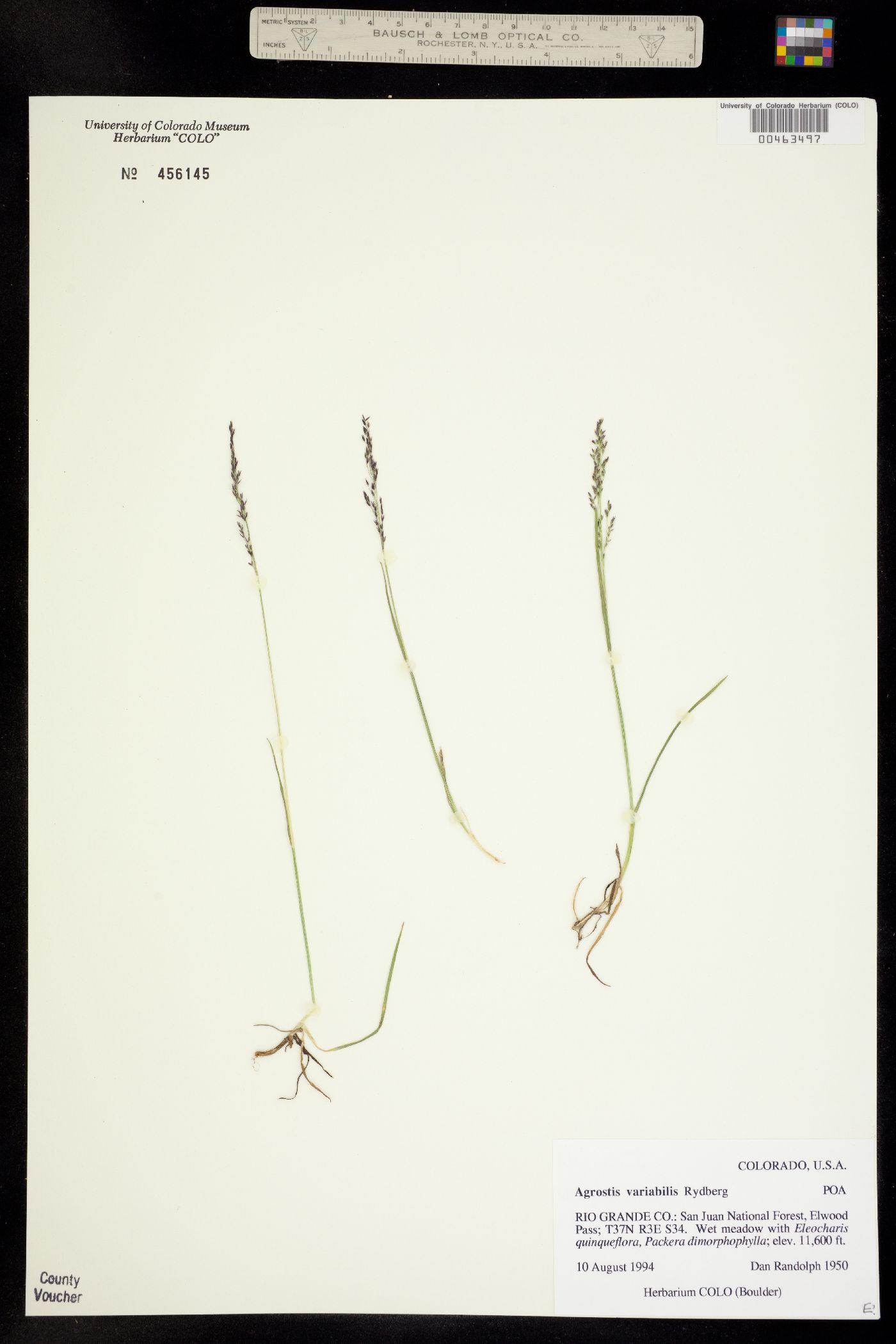 Agrostis variabilis image