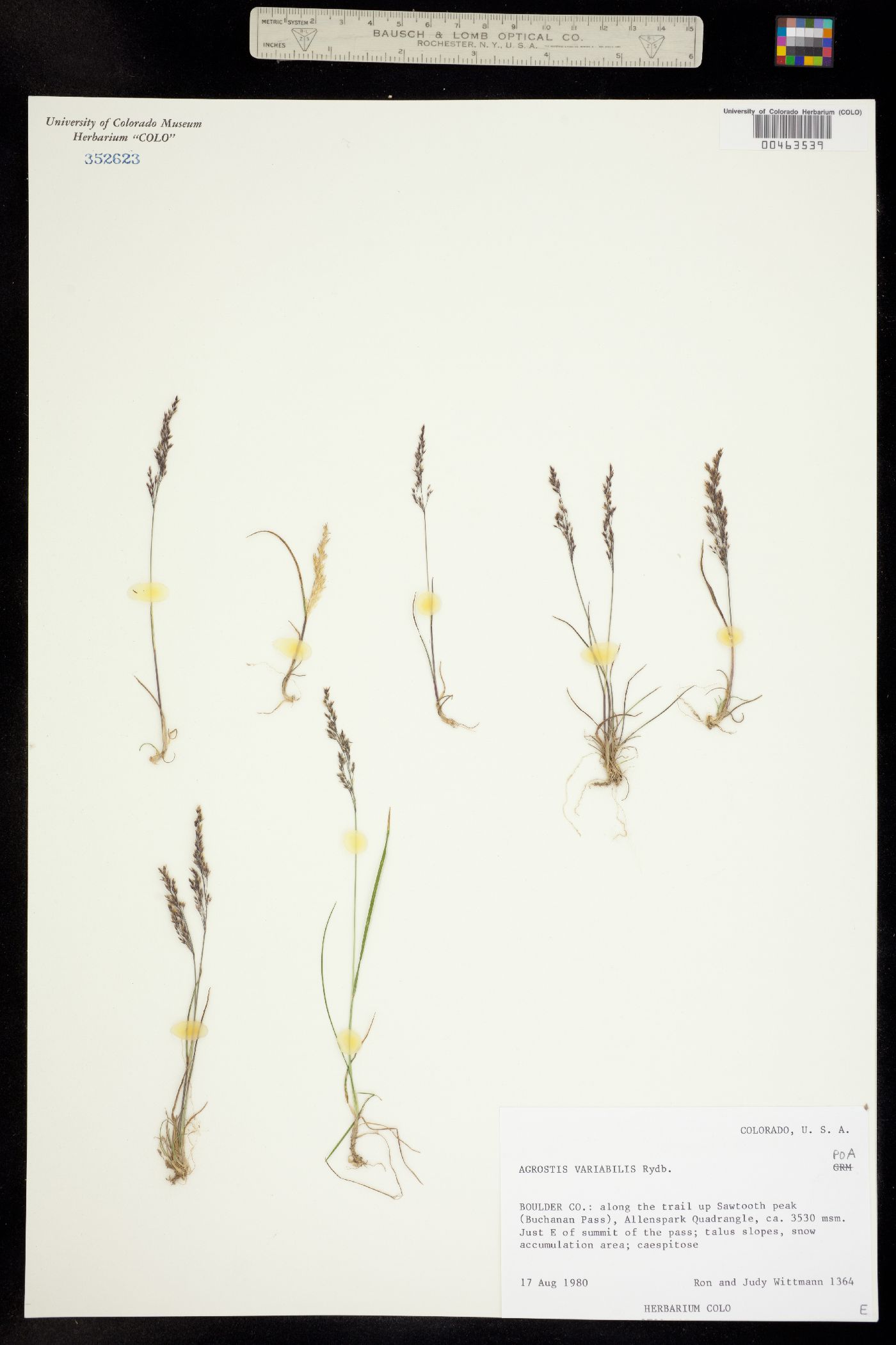 Agrostis variabilis image