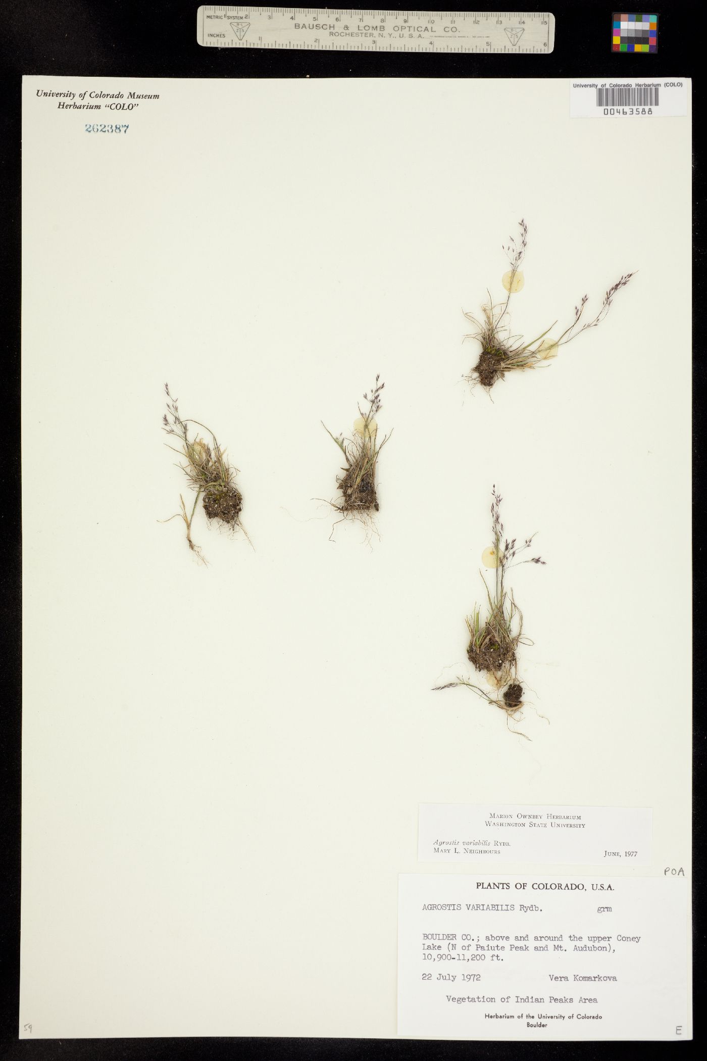Agrostis variabilis image