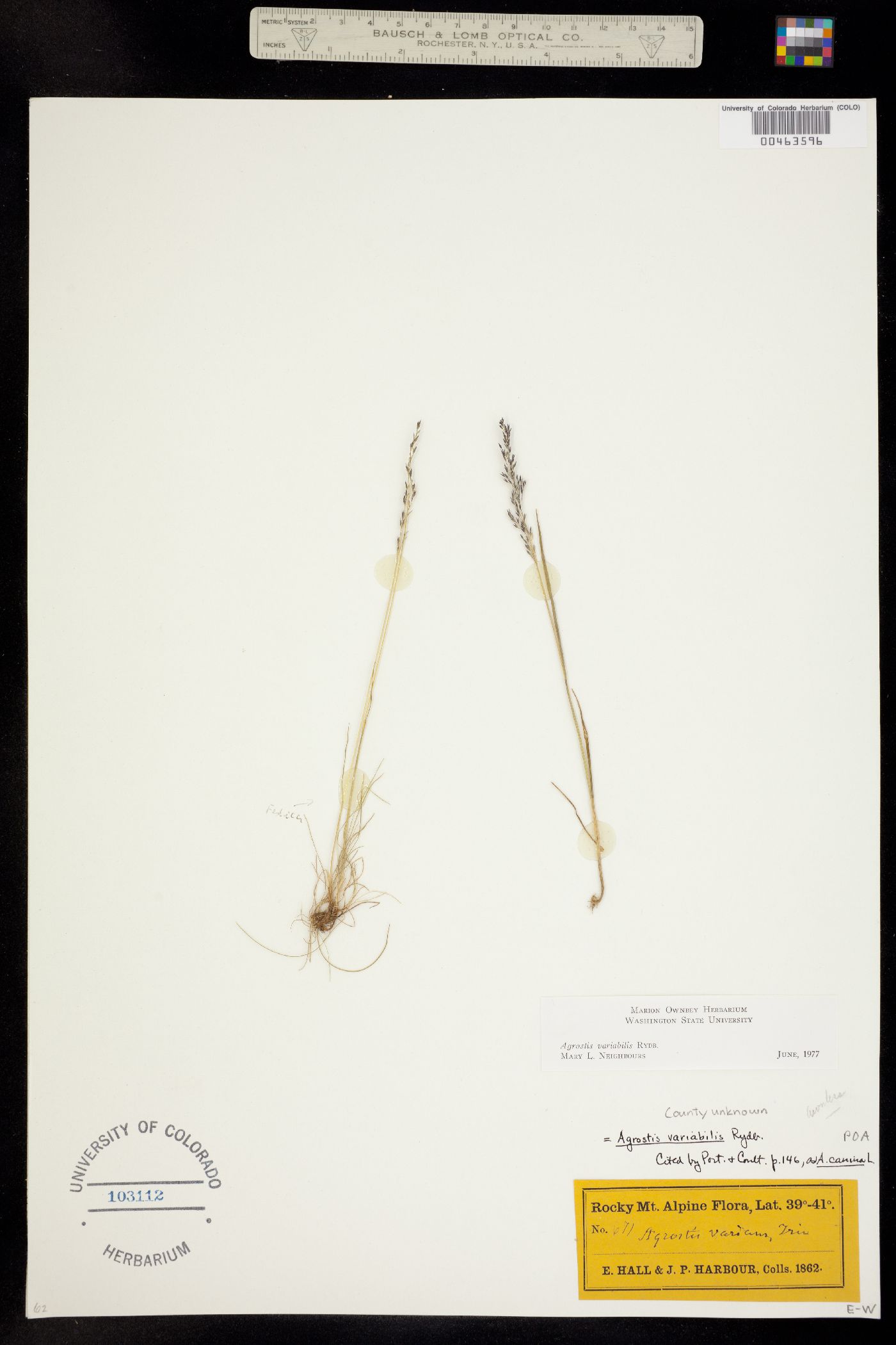 Agrostis variabilis image