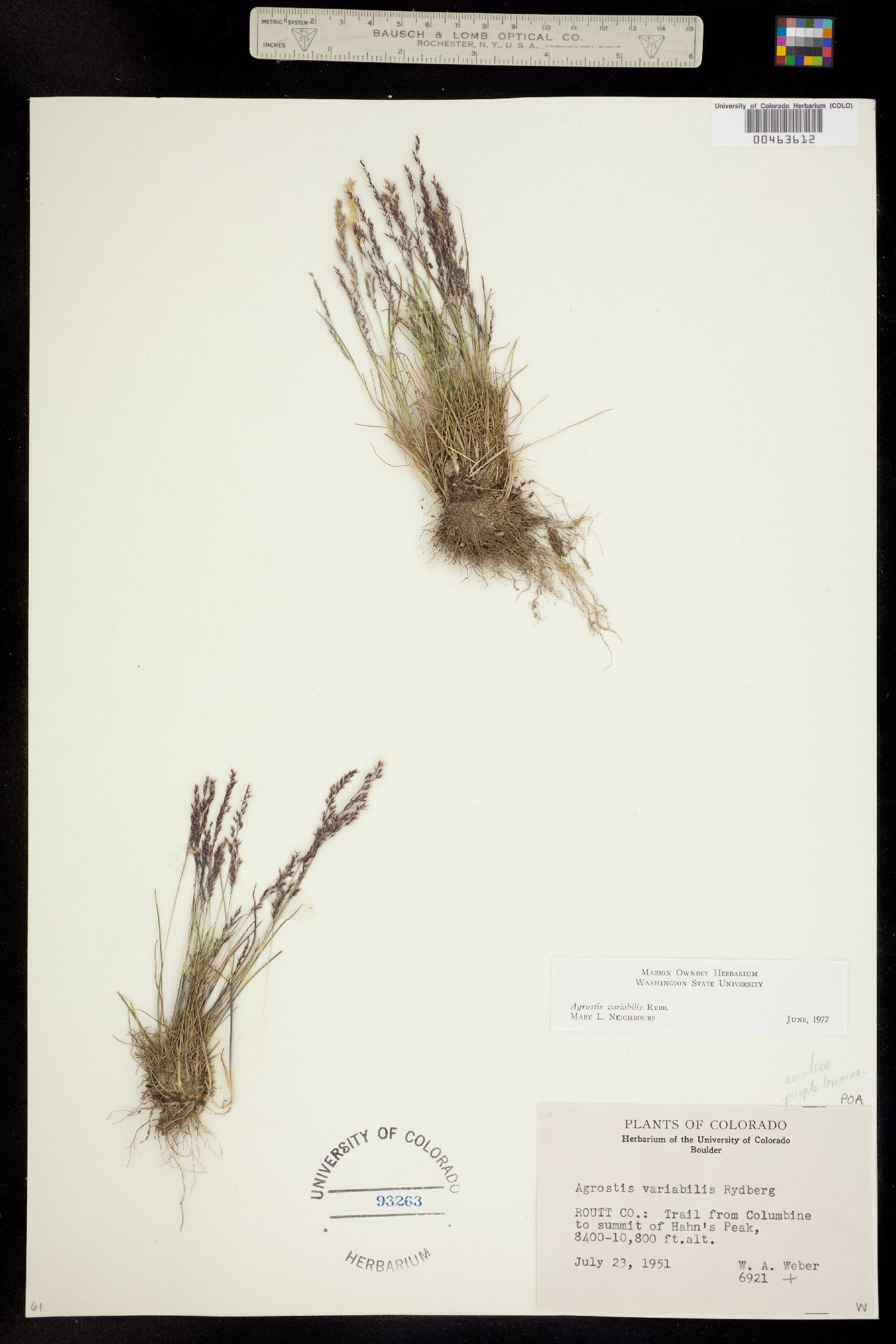 Agrostis variabilis image