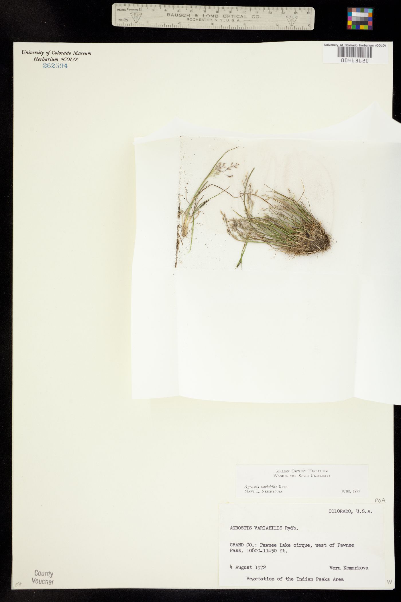 Agrostis variabilis image