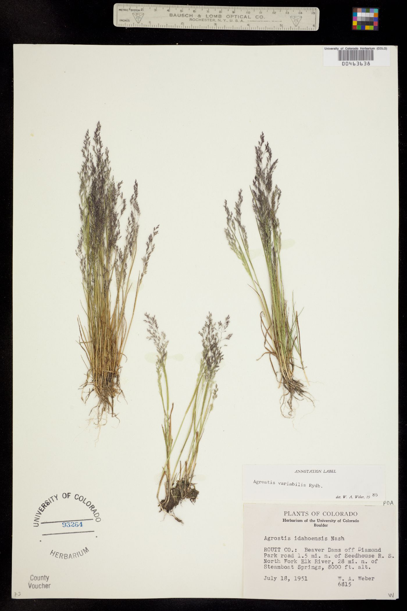 Agrostis variabilis image