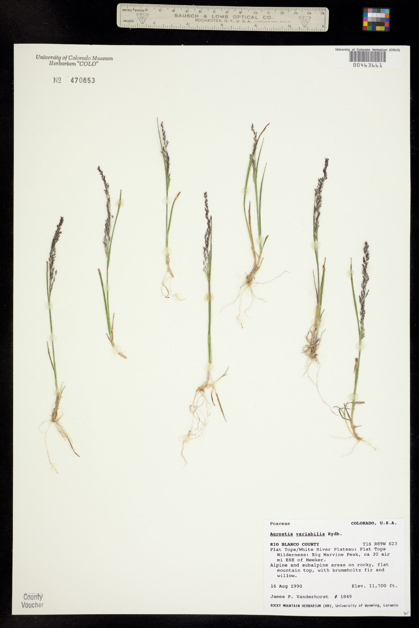 Agrostis variabilis image