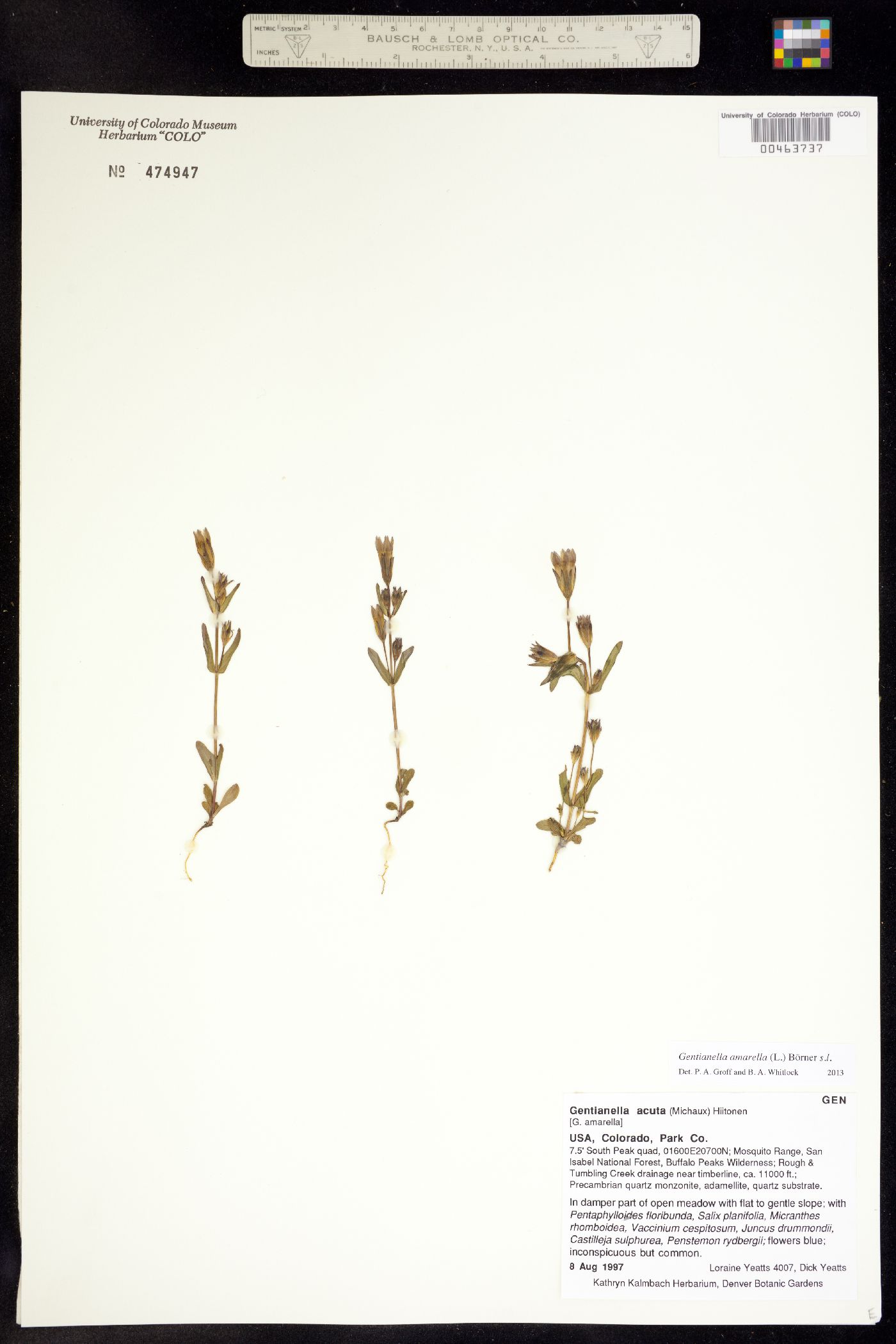 Gentianella amarella ssp. acuta image