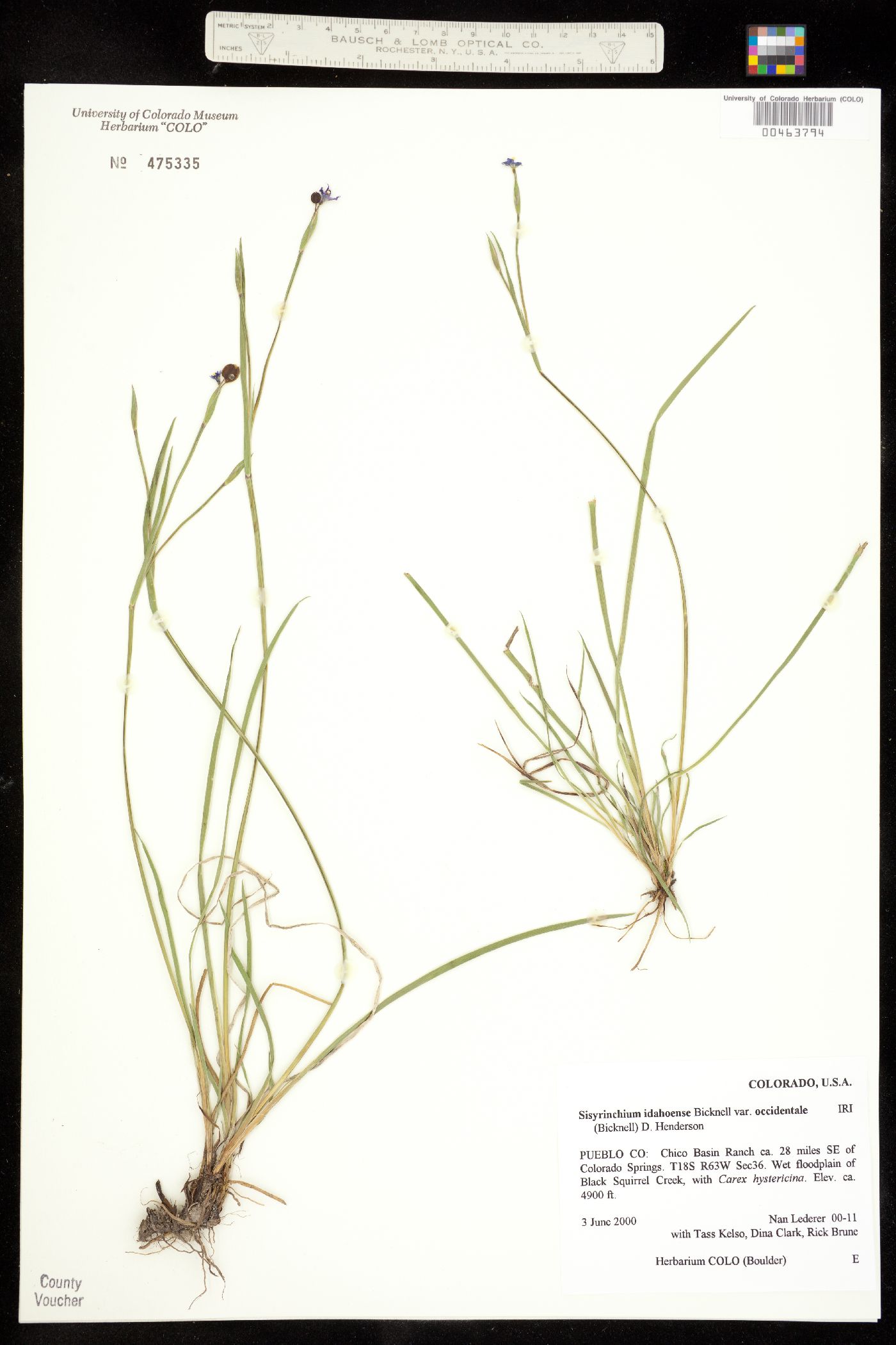 Sisyrinchium idahoense var. occidentale image