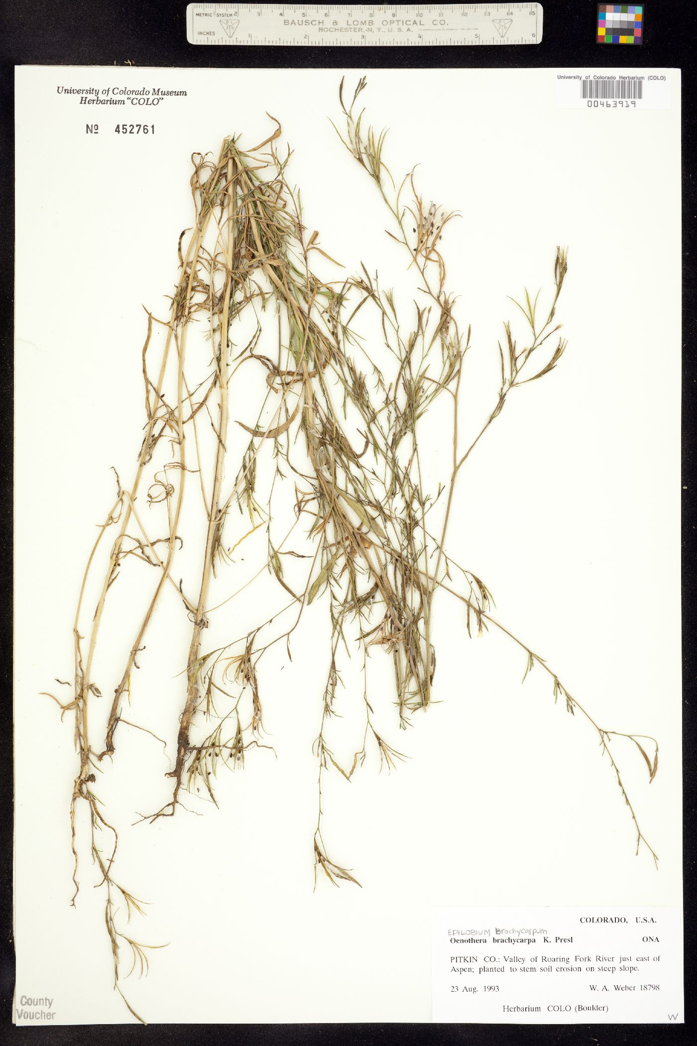 Epilobium brachycarpum image
