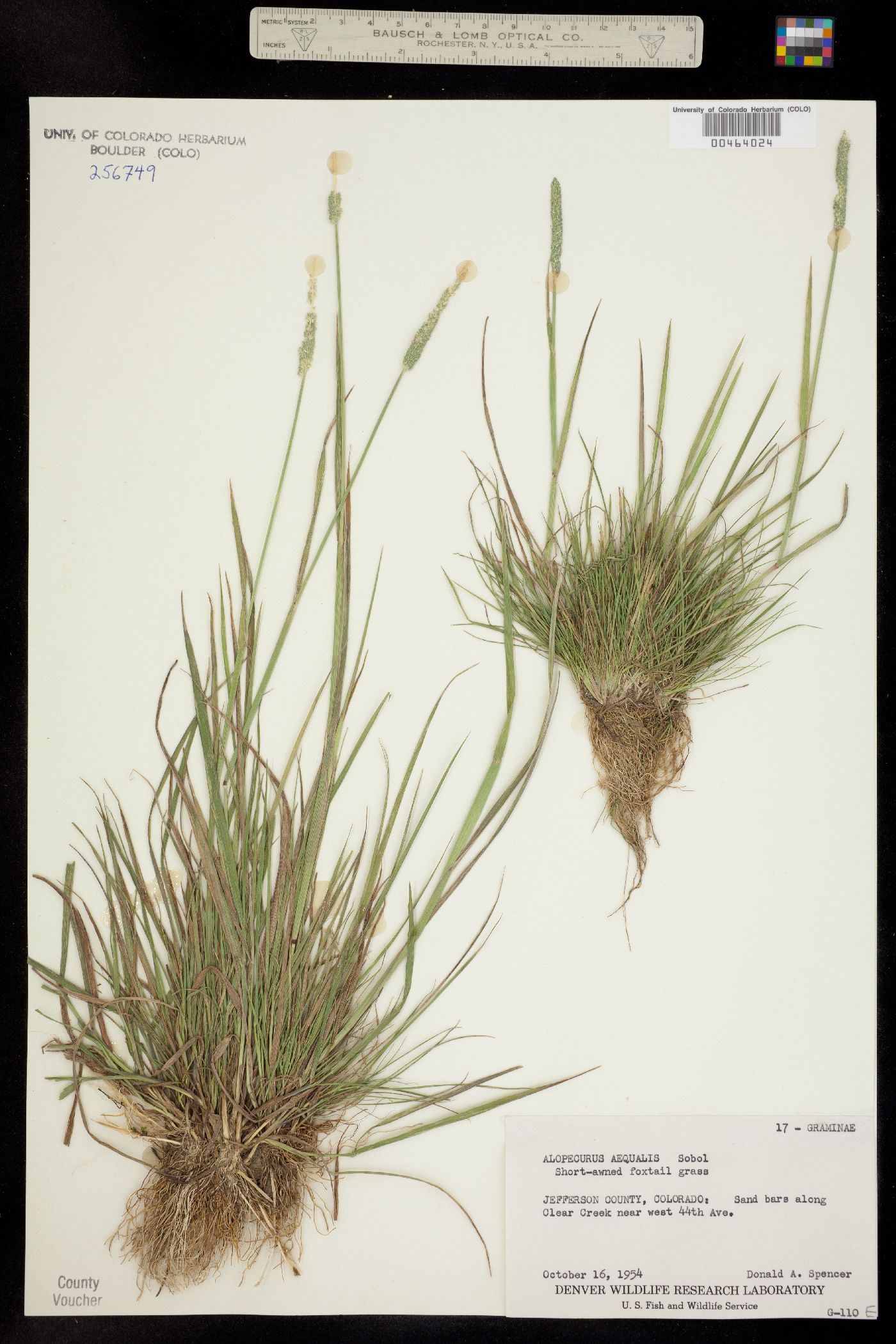 Alopecurus aequalis image