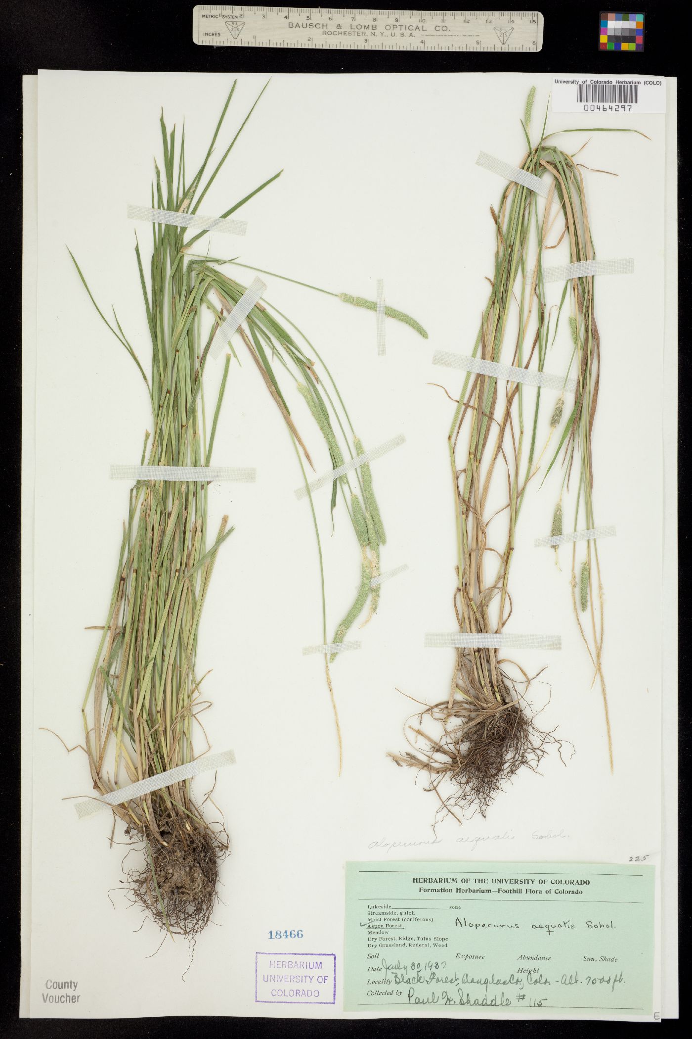 Alopecurus aequalis image