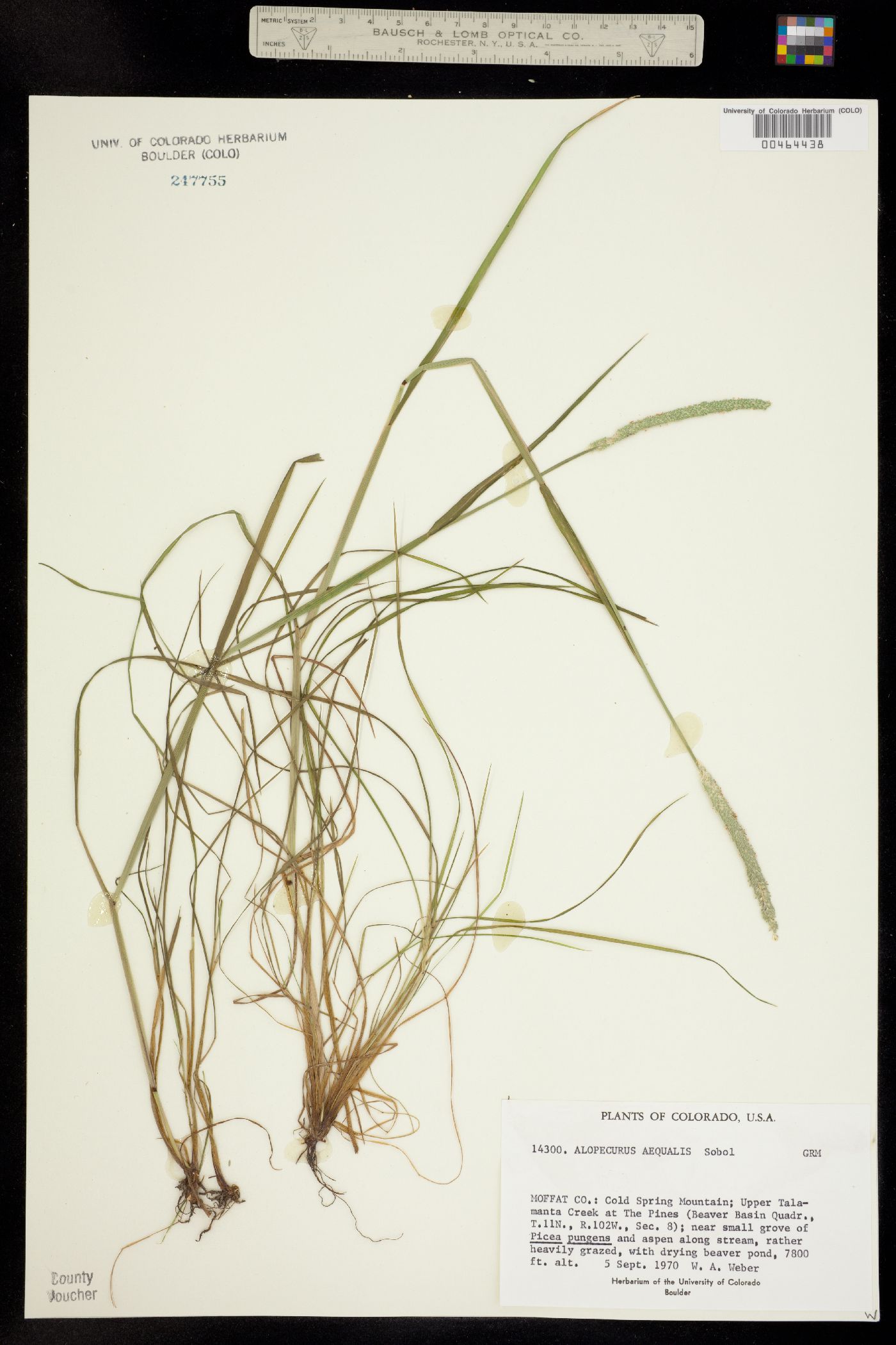 Alopecurus aequalis image