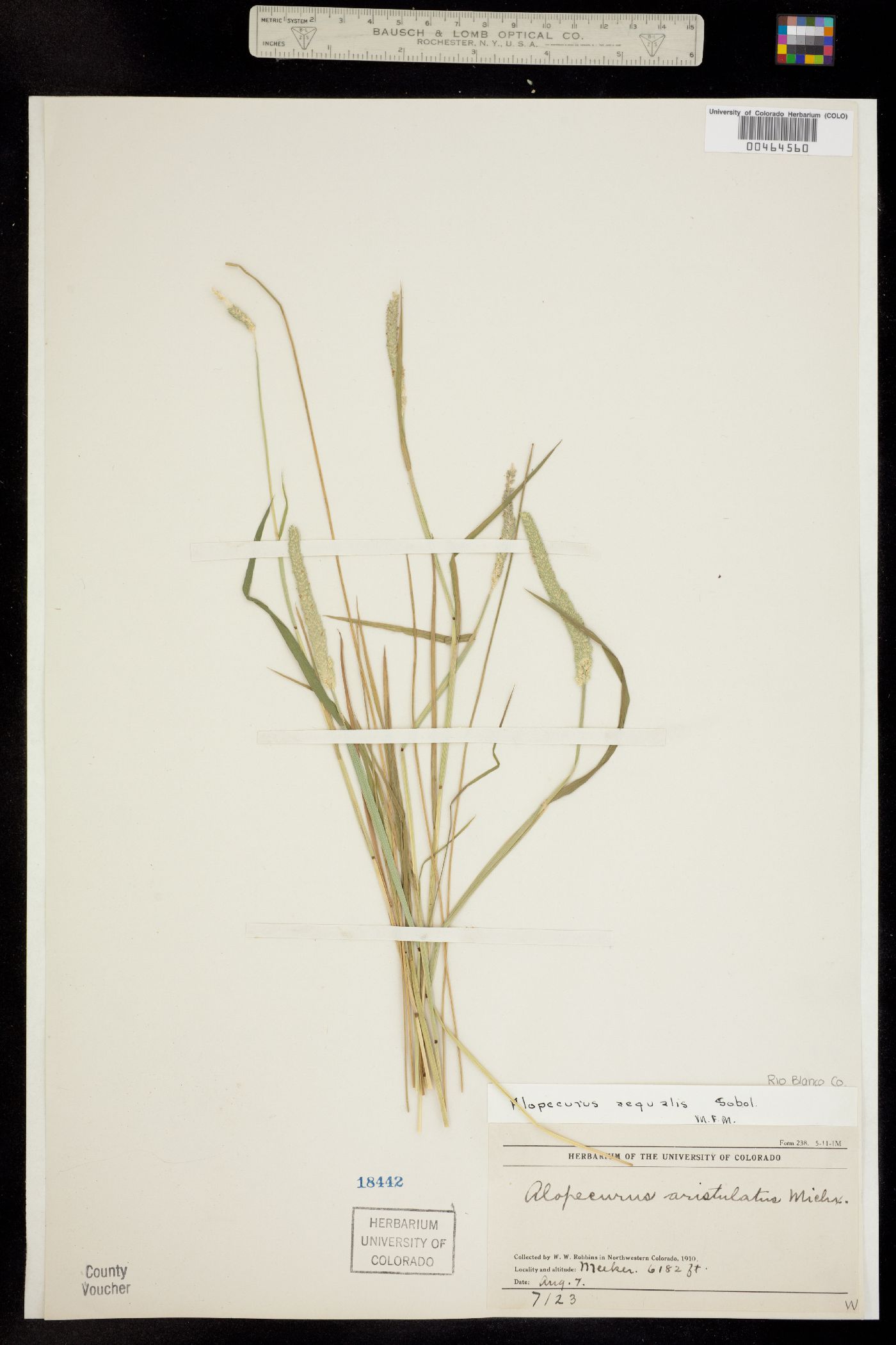 Alopecurus aequalis image