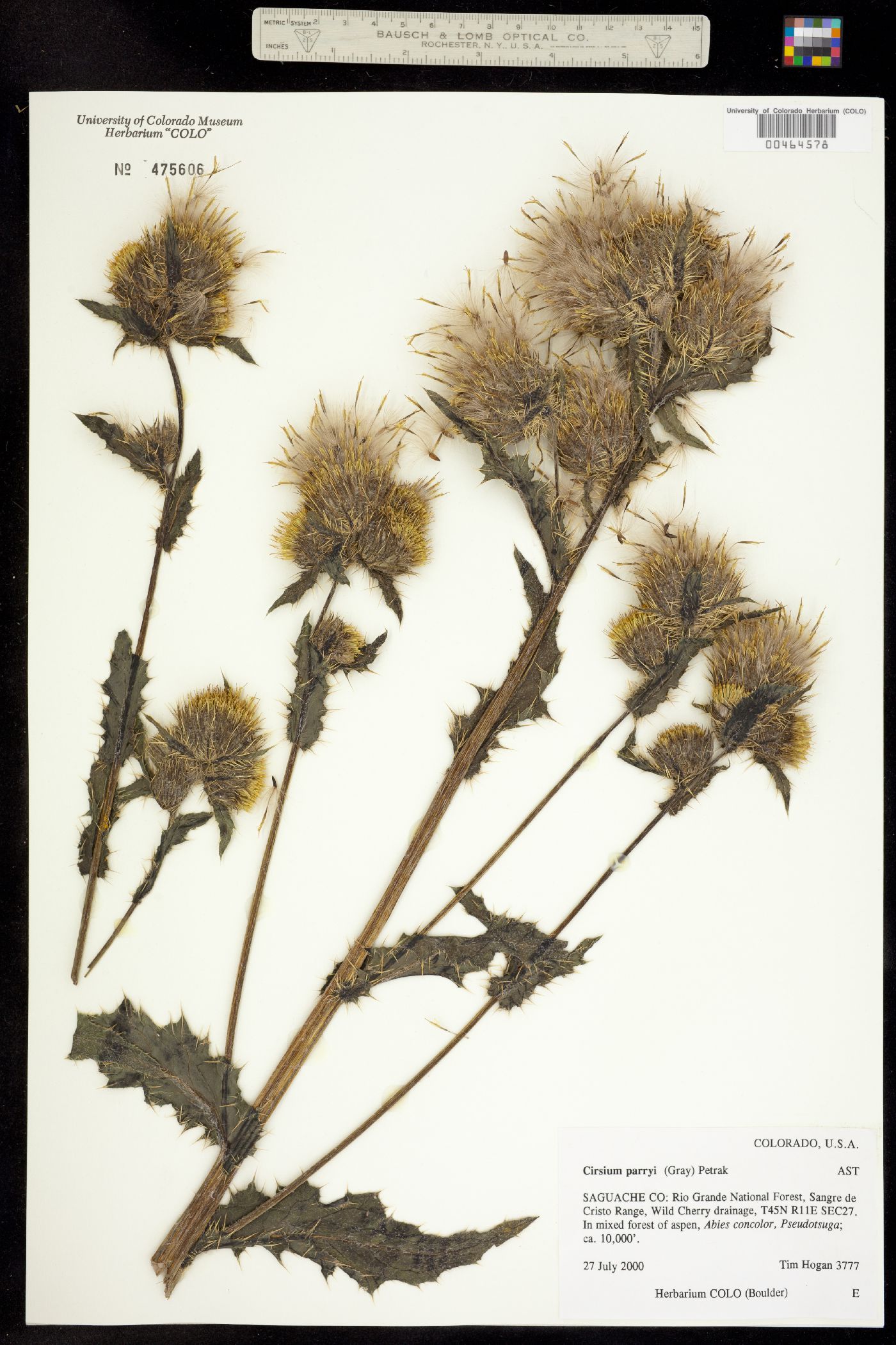 Cirsium parryi image