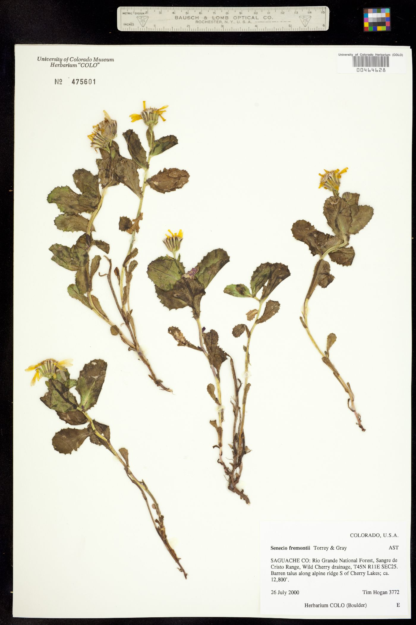 Senecio fremontii image