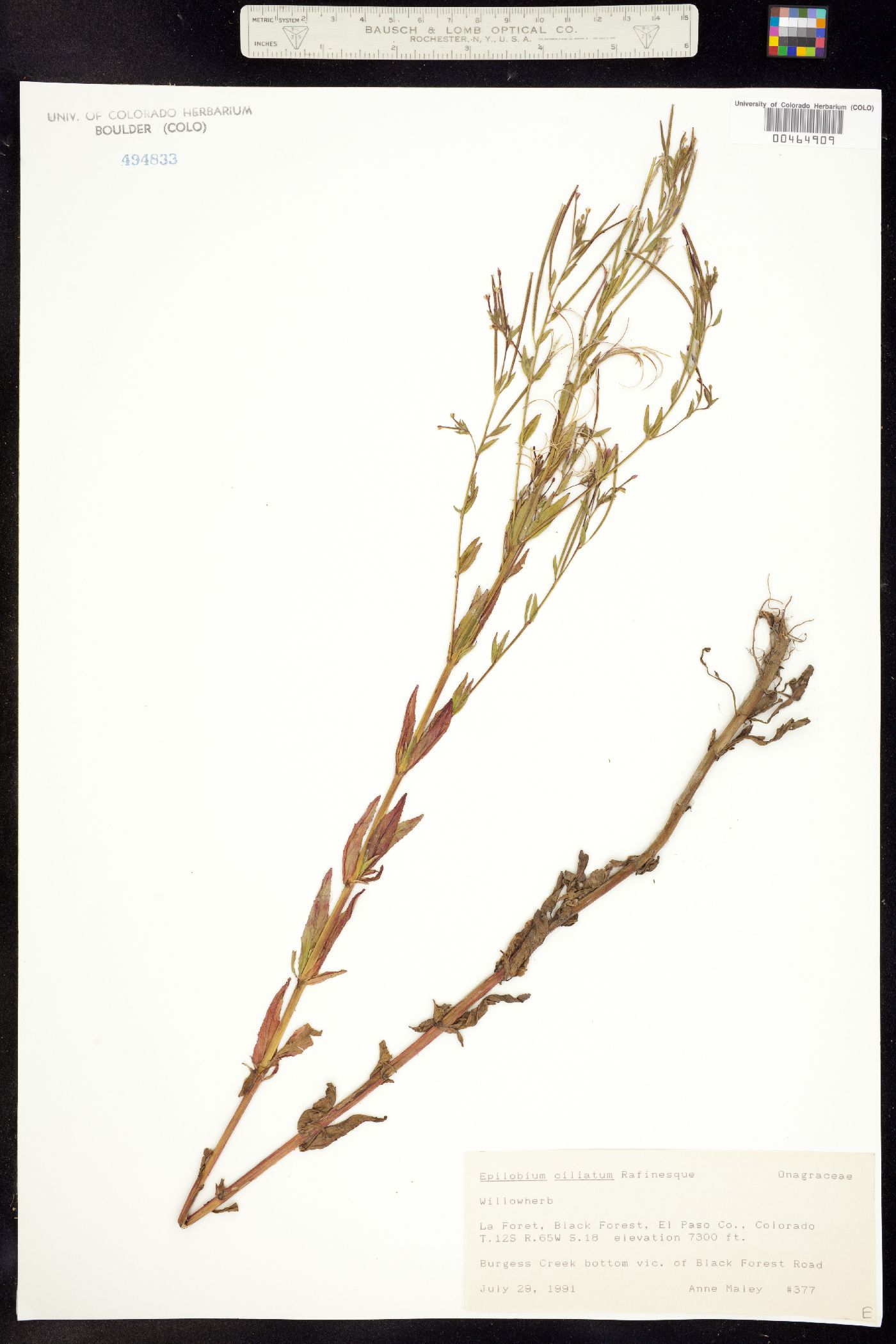 Epilobium ciliatum image