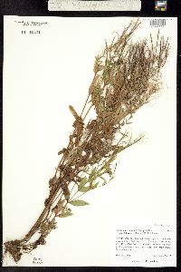 Epilobium ciliatum ssp. glandulosum image