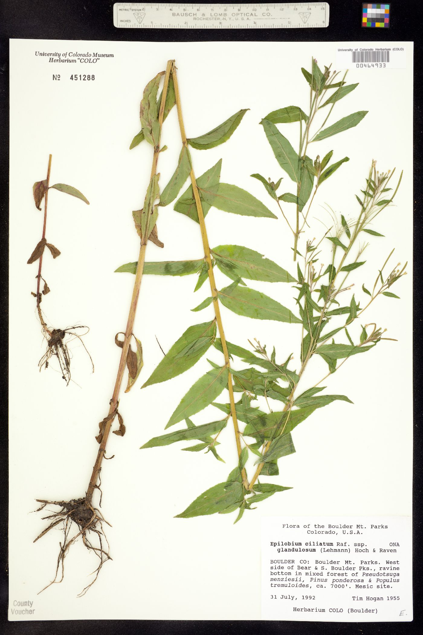 Epilobium ciliatum ssp. glandulosum image