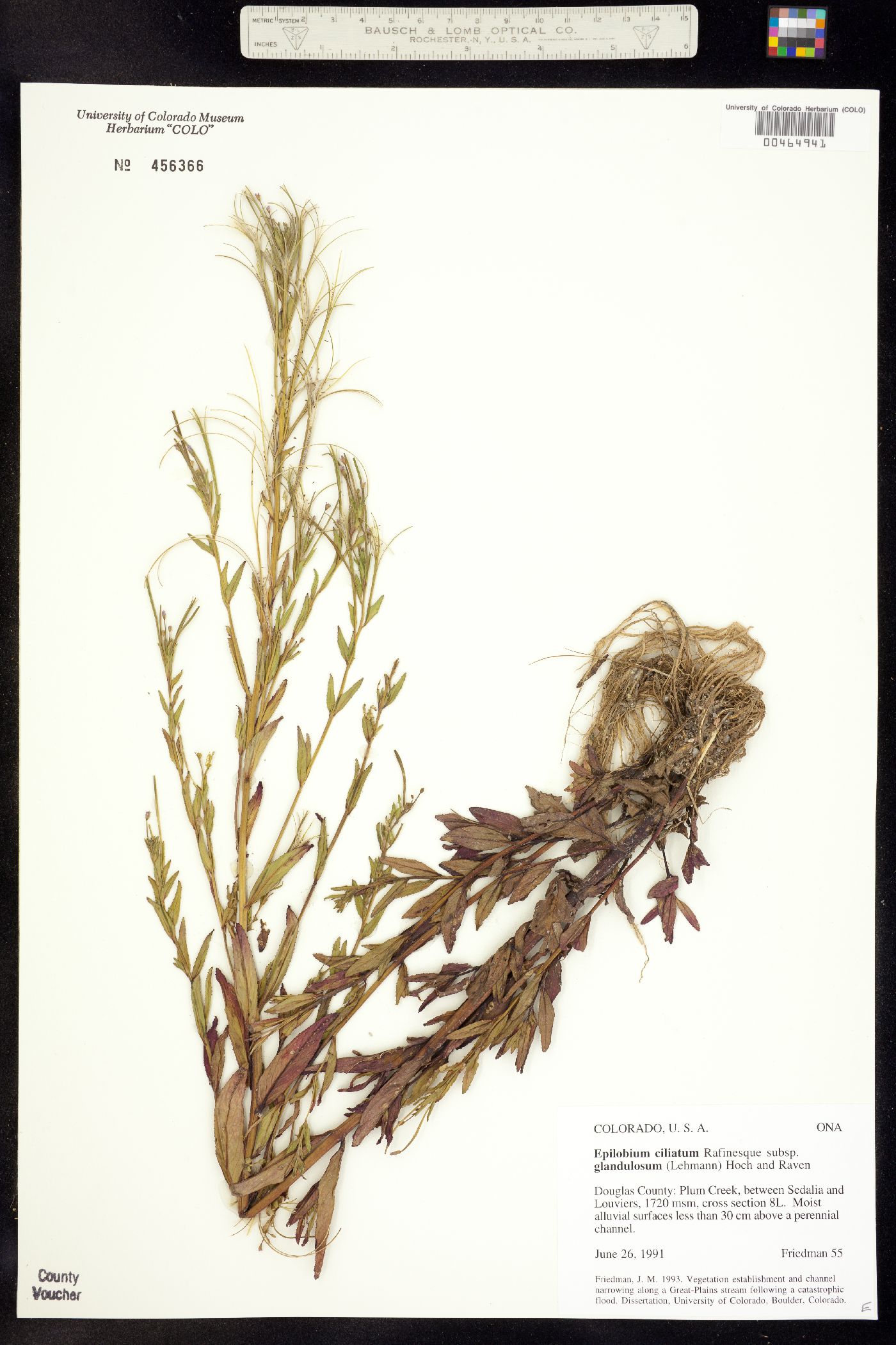 Epilobium ciliatum ssp. glandulosum image
