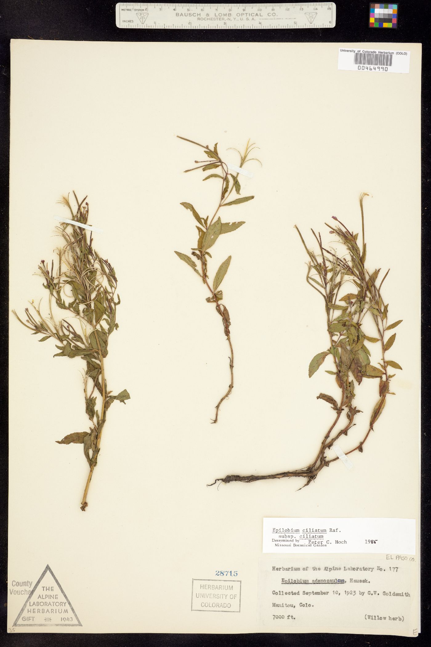 Epilobium ciliatum image