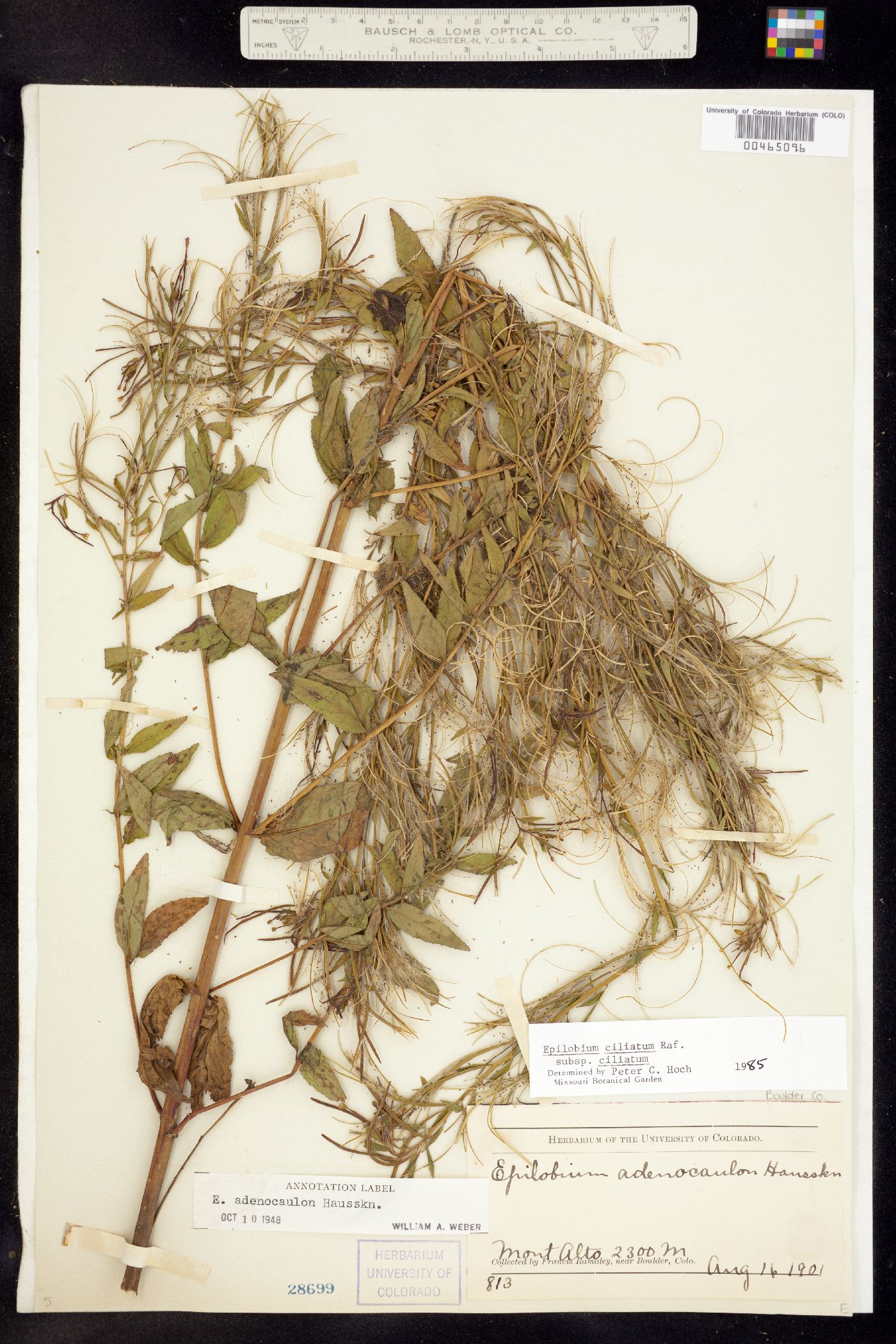 Epilobium ciliatum image