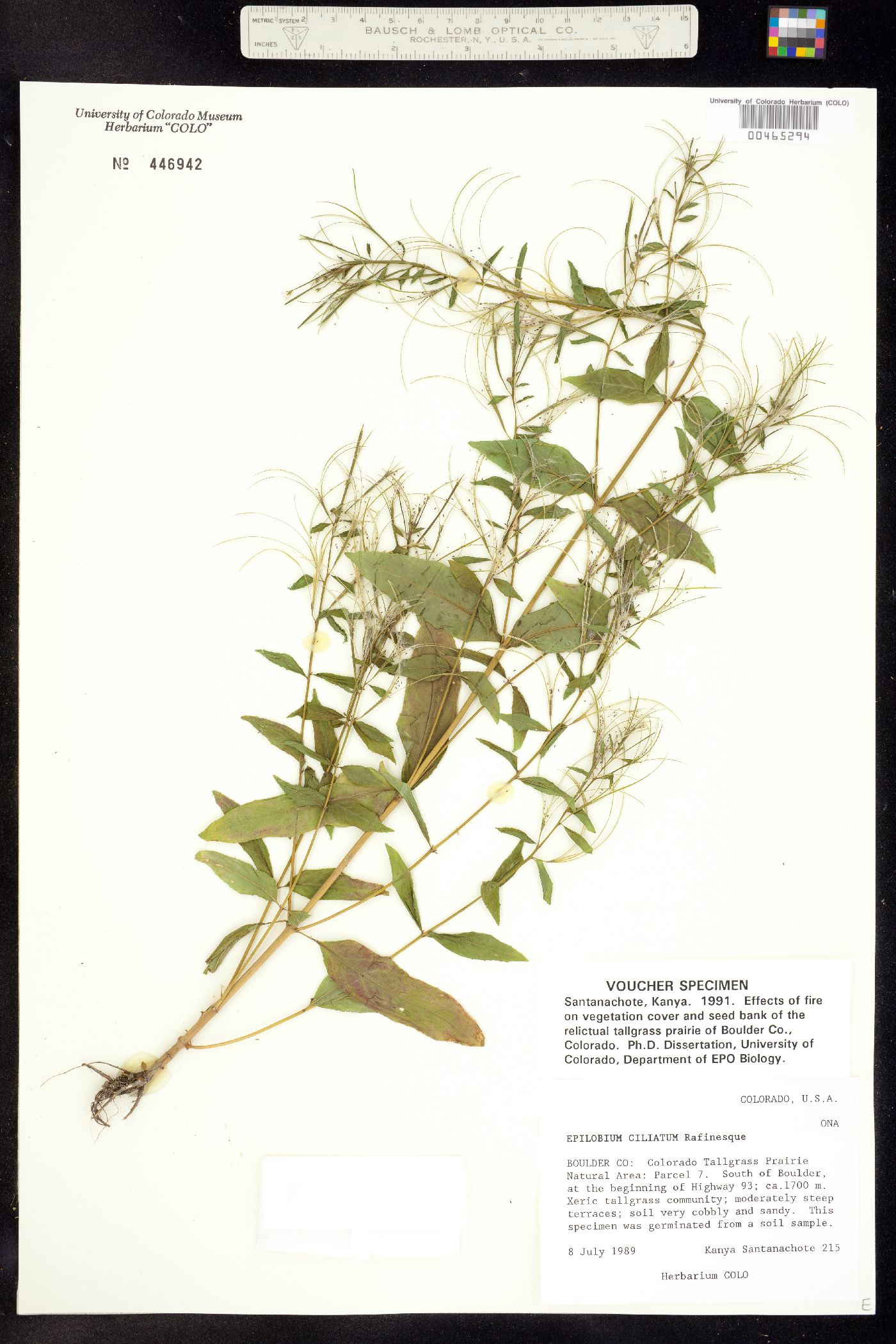 Epilobium image
