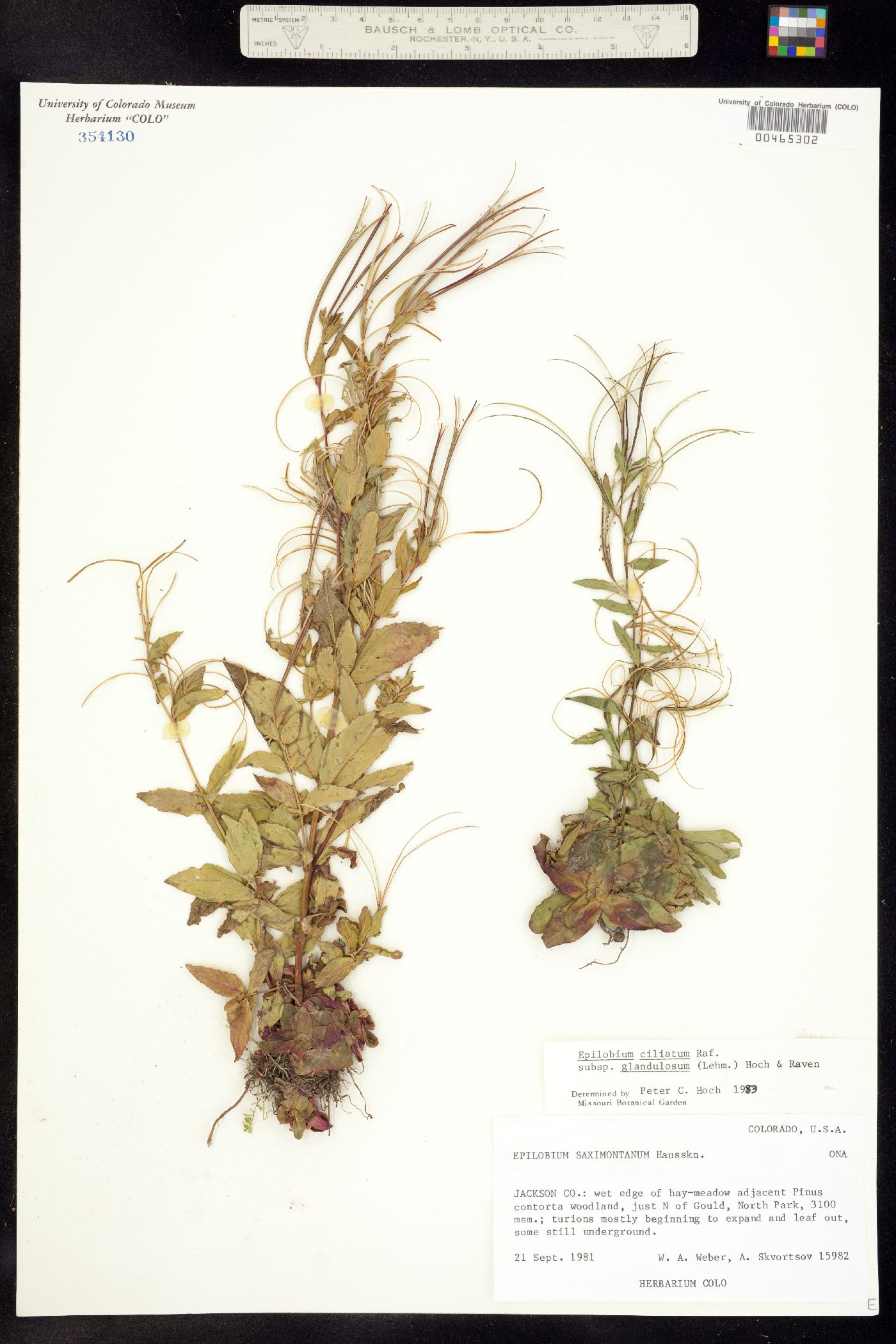 Epilobium ciliatum ssp. glandulosum image
