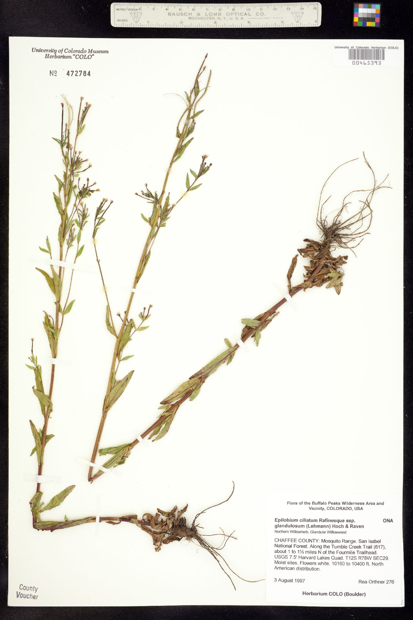 Epilobium ciliatum ssp. glandulosum image