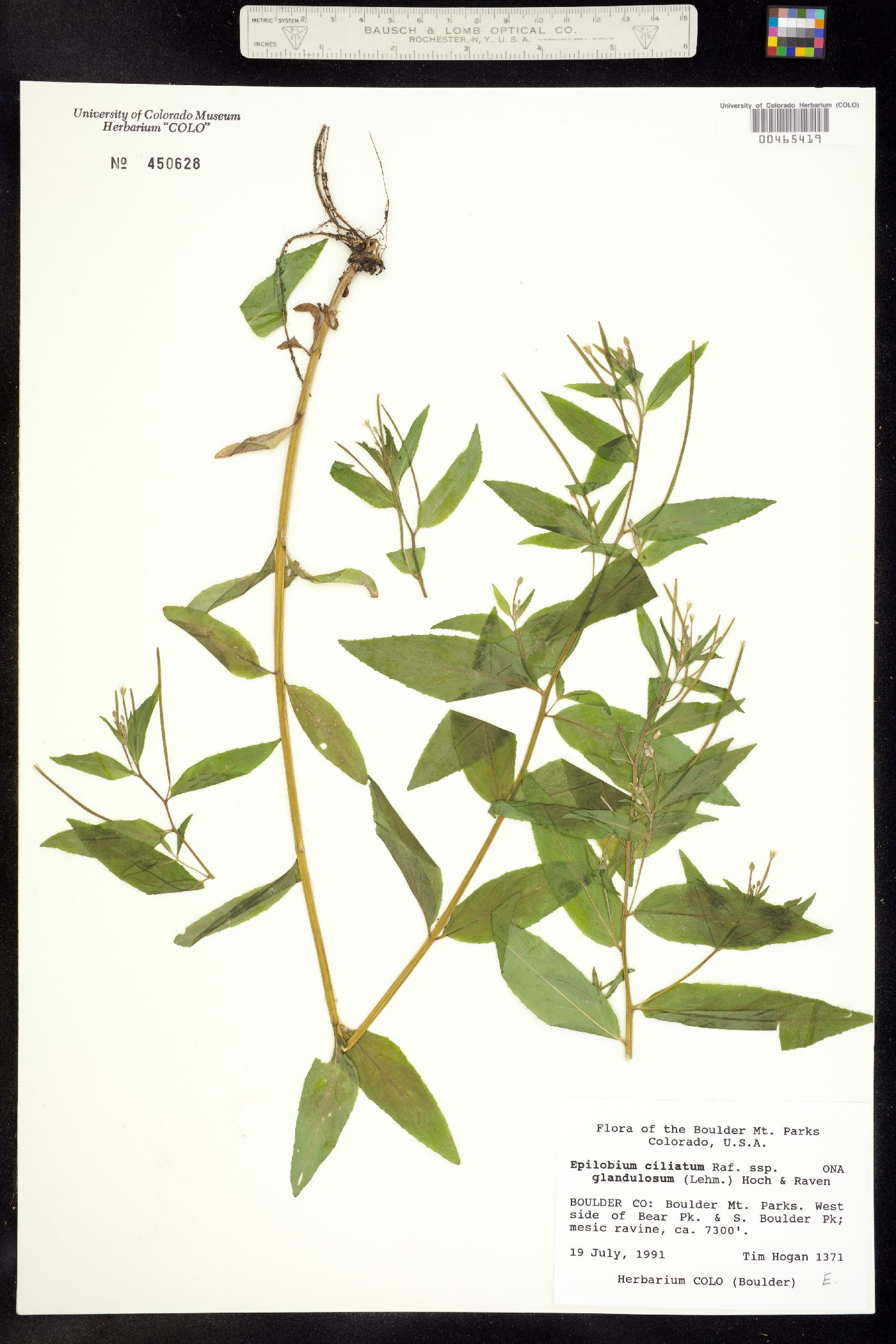 Epilobium ciliatum ssp. glandulosum image