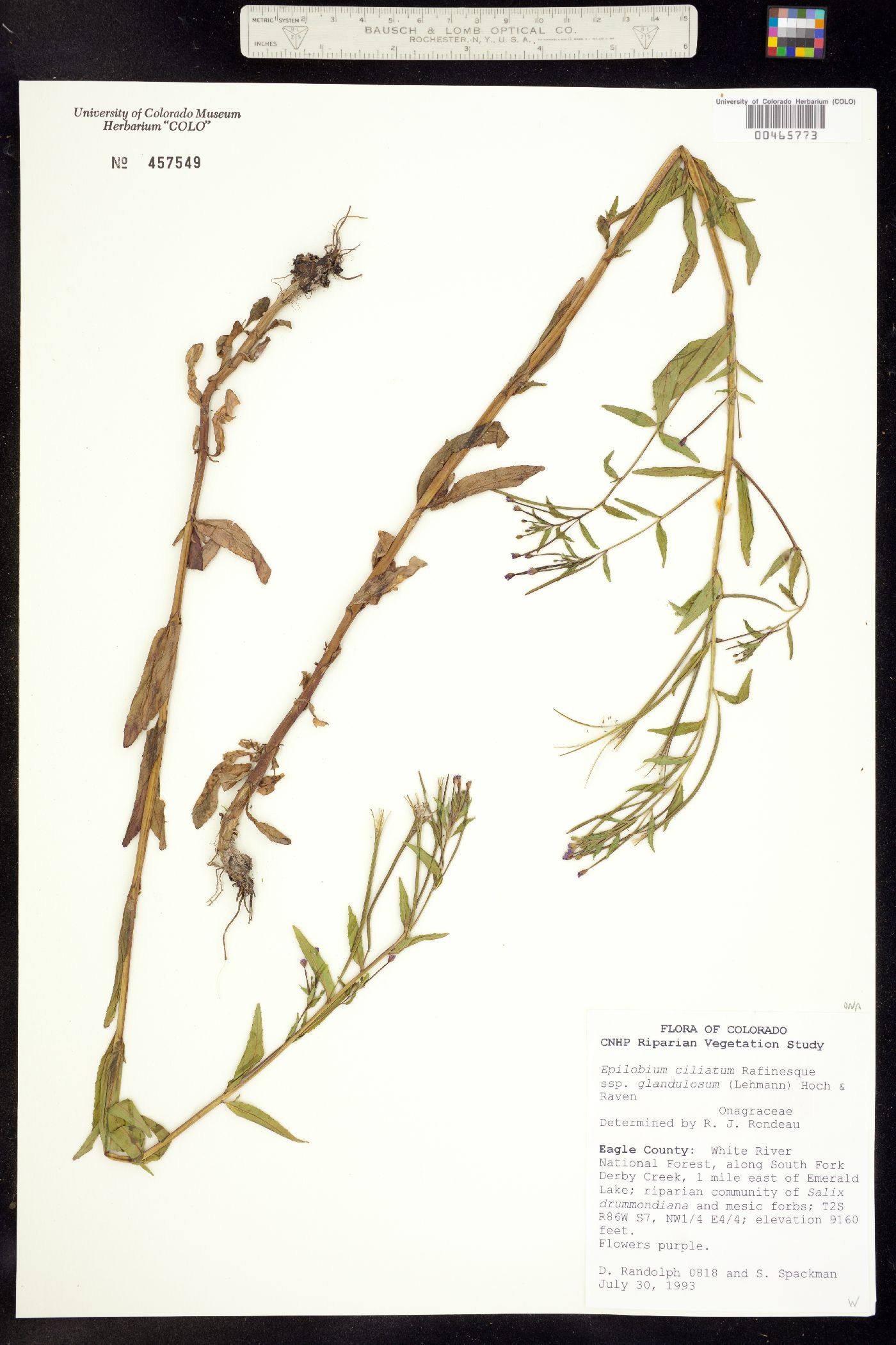 Epilobium ciliatum ssp. glandulosum image