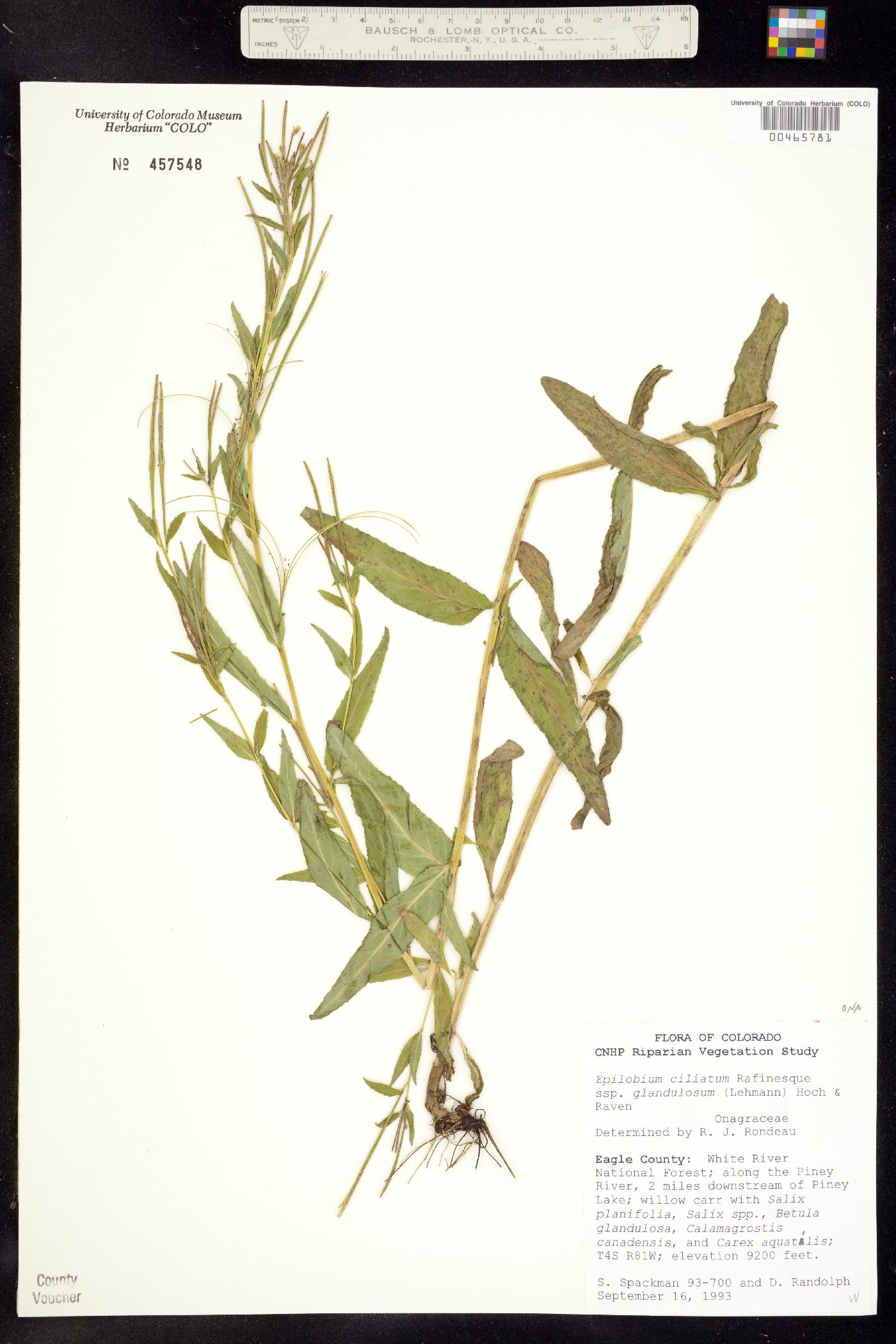 Epilobium ciliatum ssp. glandulosum image