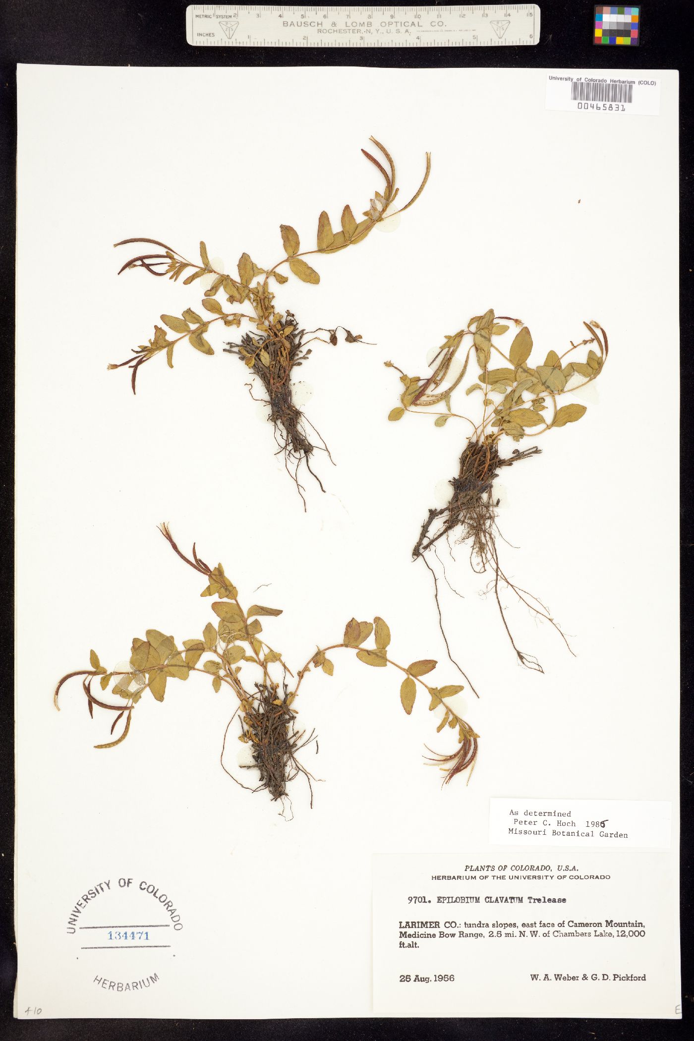 Epilobium clavatum image