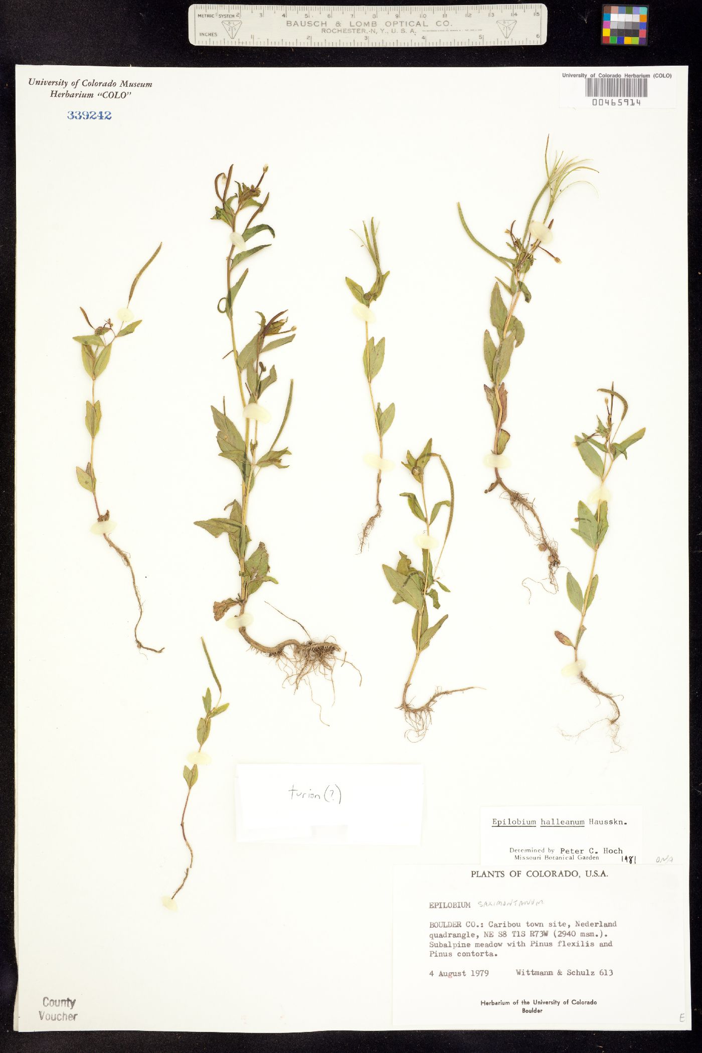 Epilobium halleanum image