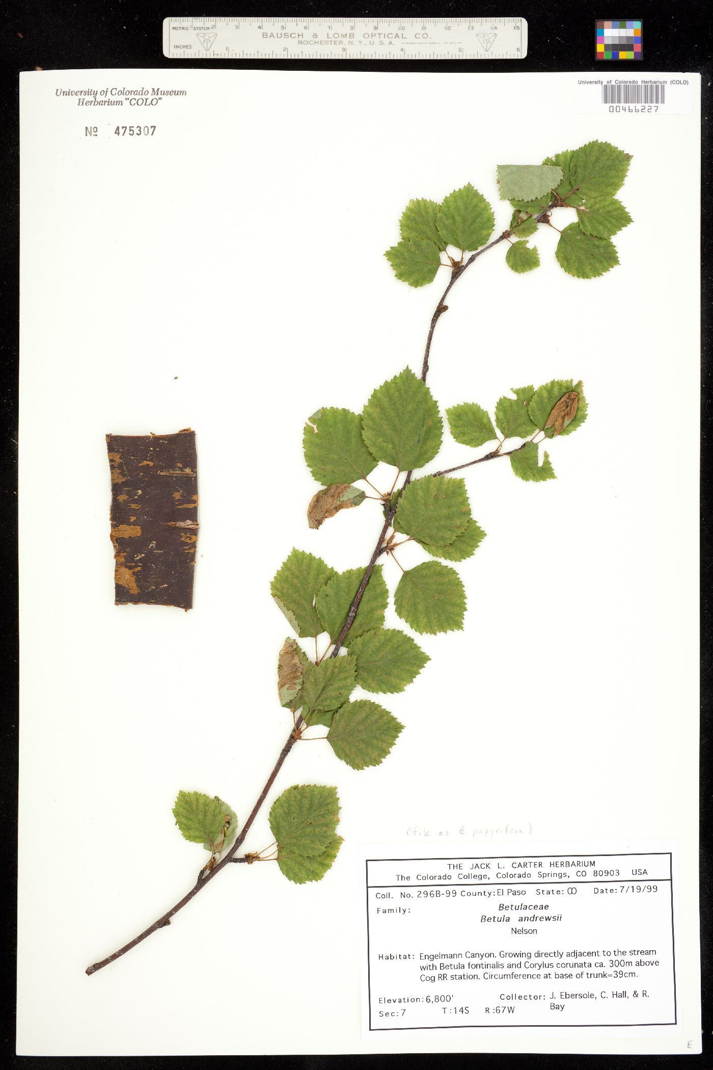 Betula papyrifera image